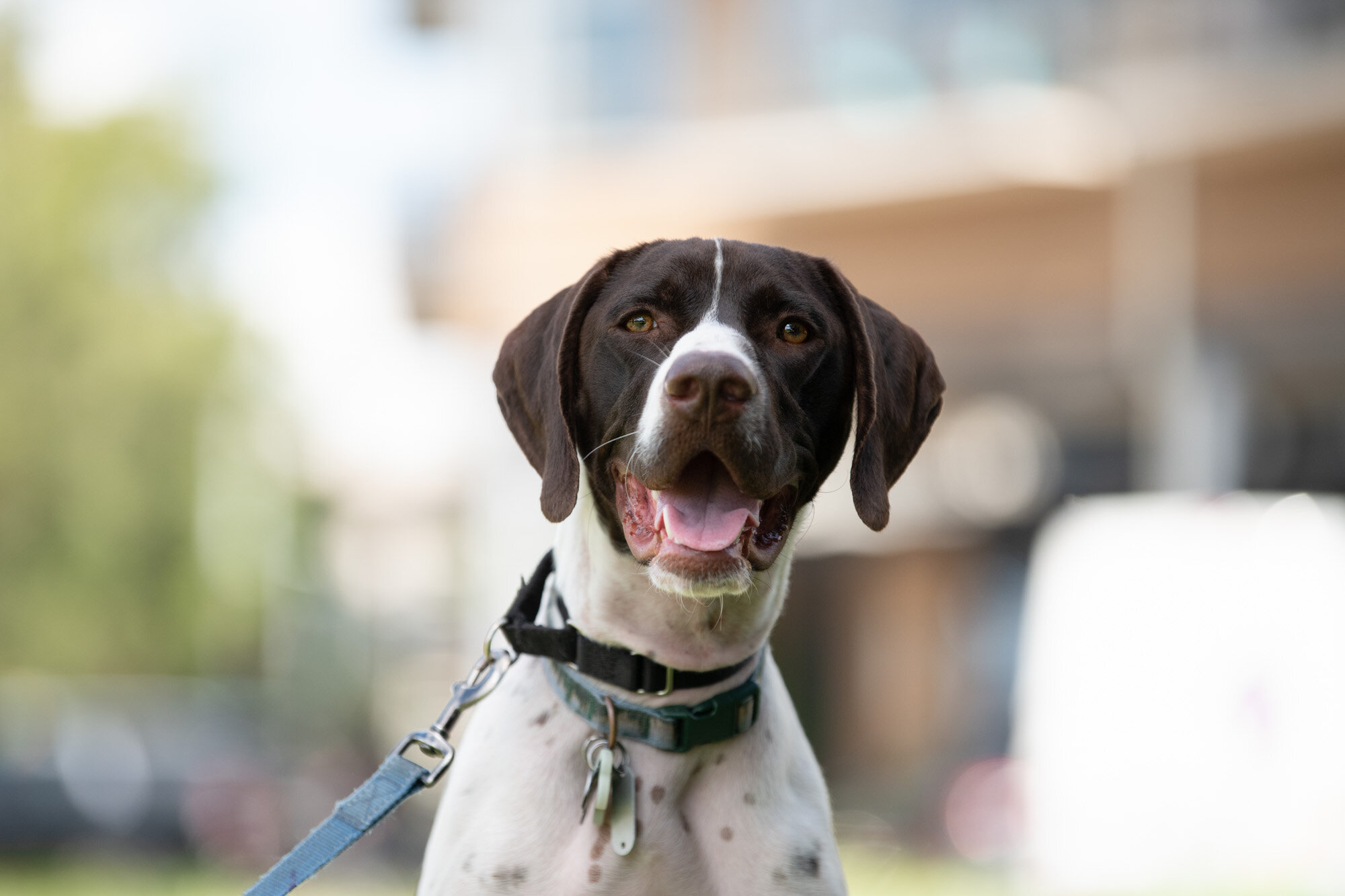 gorgeous, goofy German Shorthaired Pointer