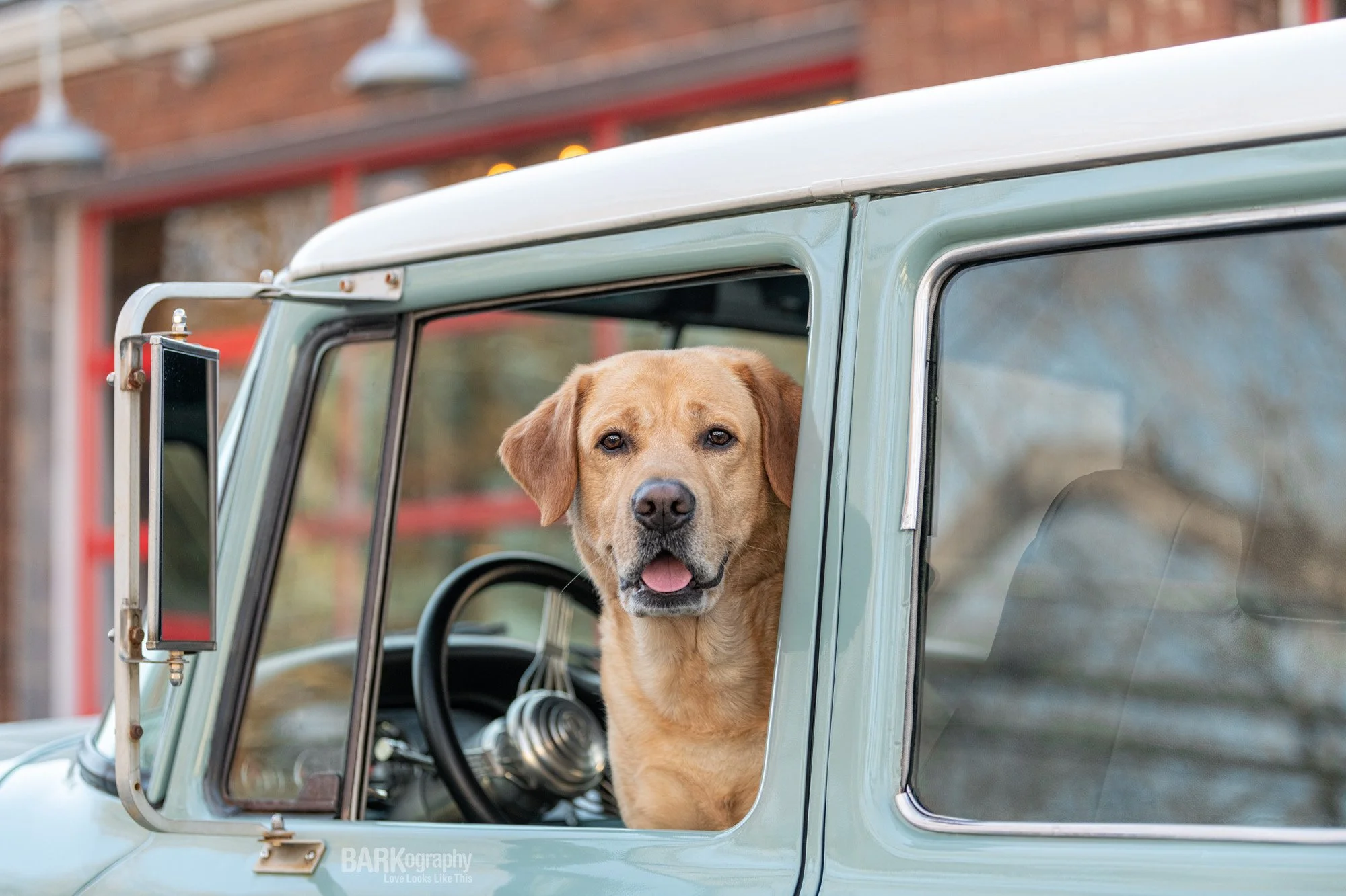 One in a Million Heart Dog and a Beloved Classic Truck