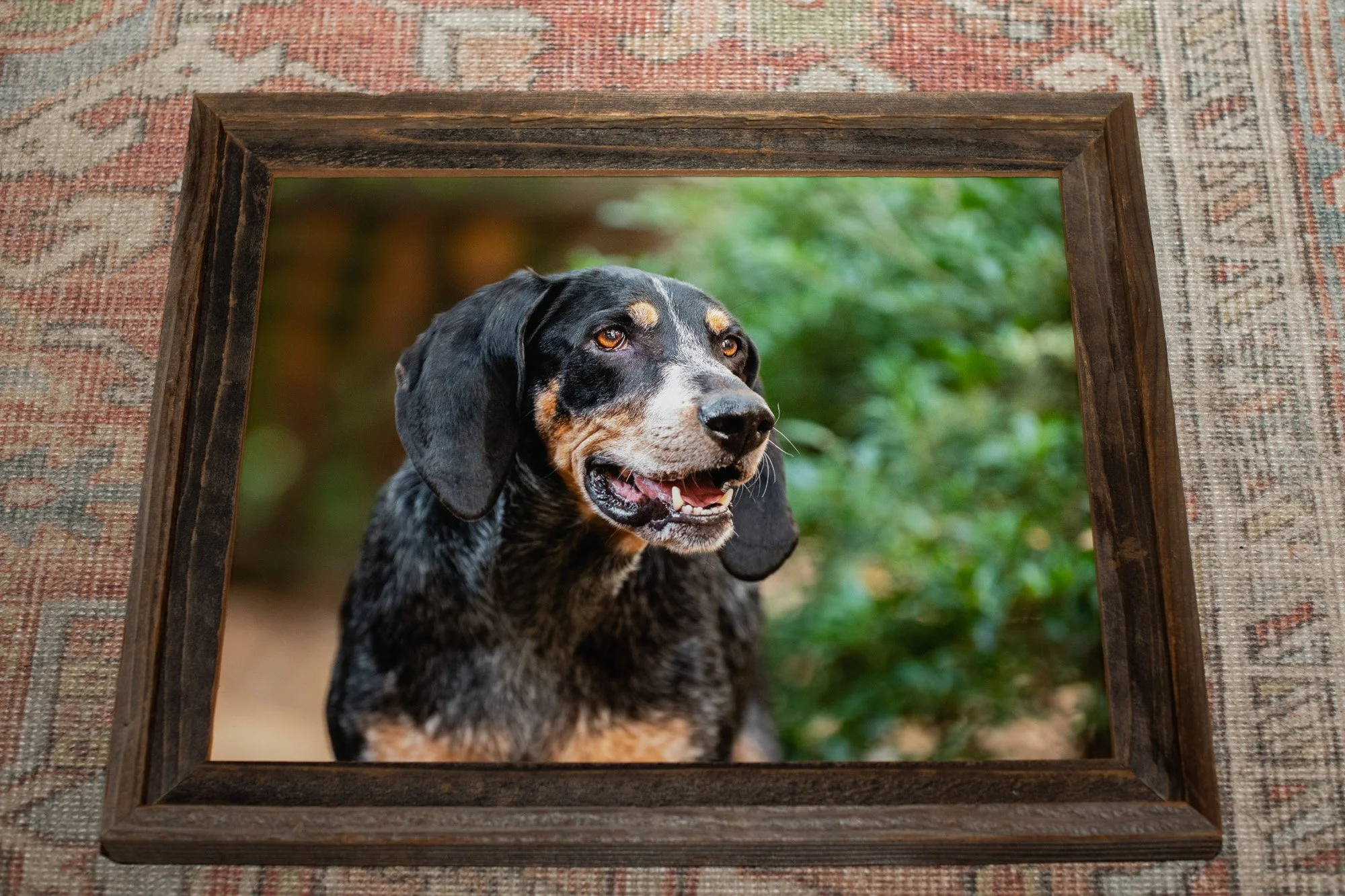 3 Popular Framed Art Pet Portrait Products