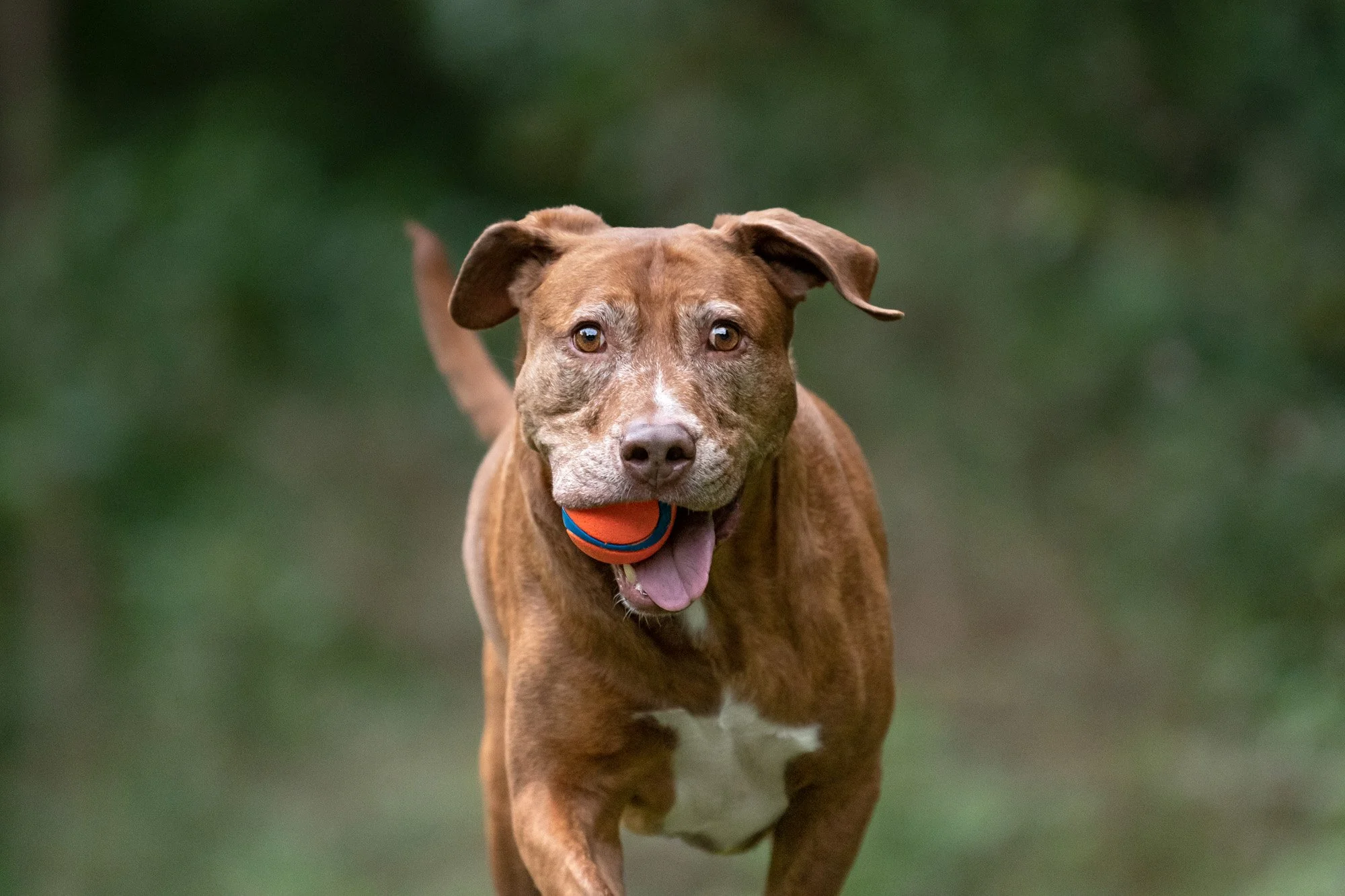 9 Reasons to Hire a Professional Pet Photographer