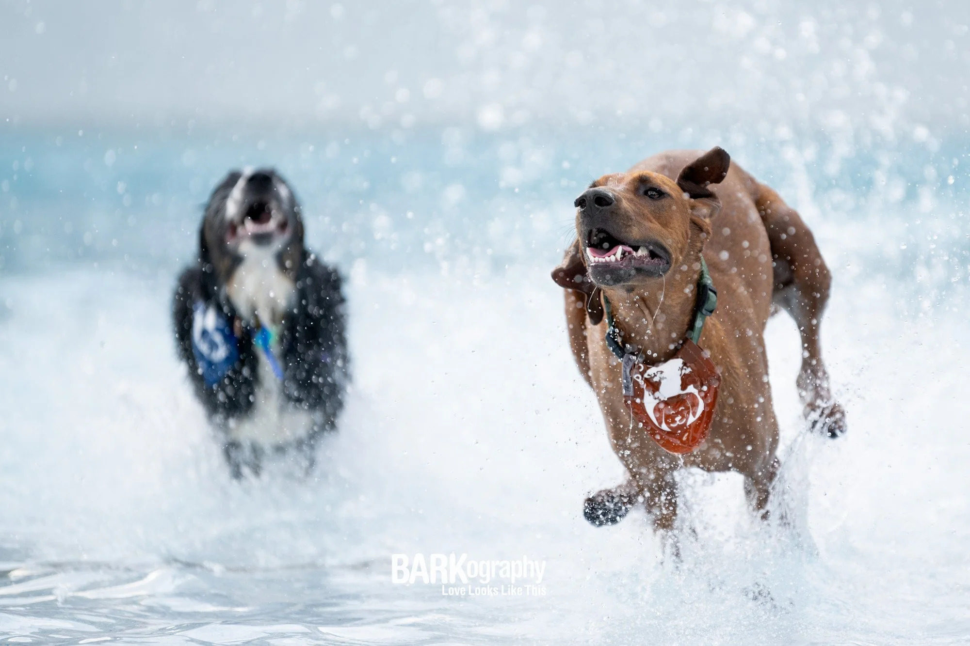 Charlotte's Newest Dog Water Park