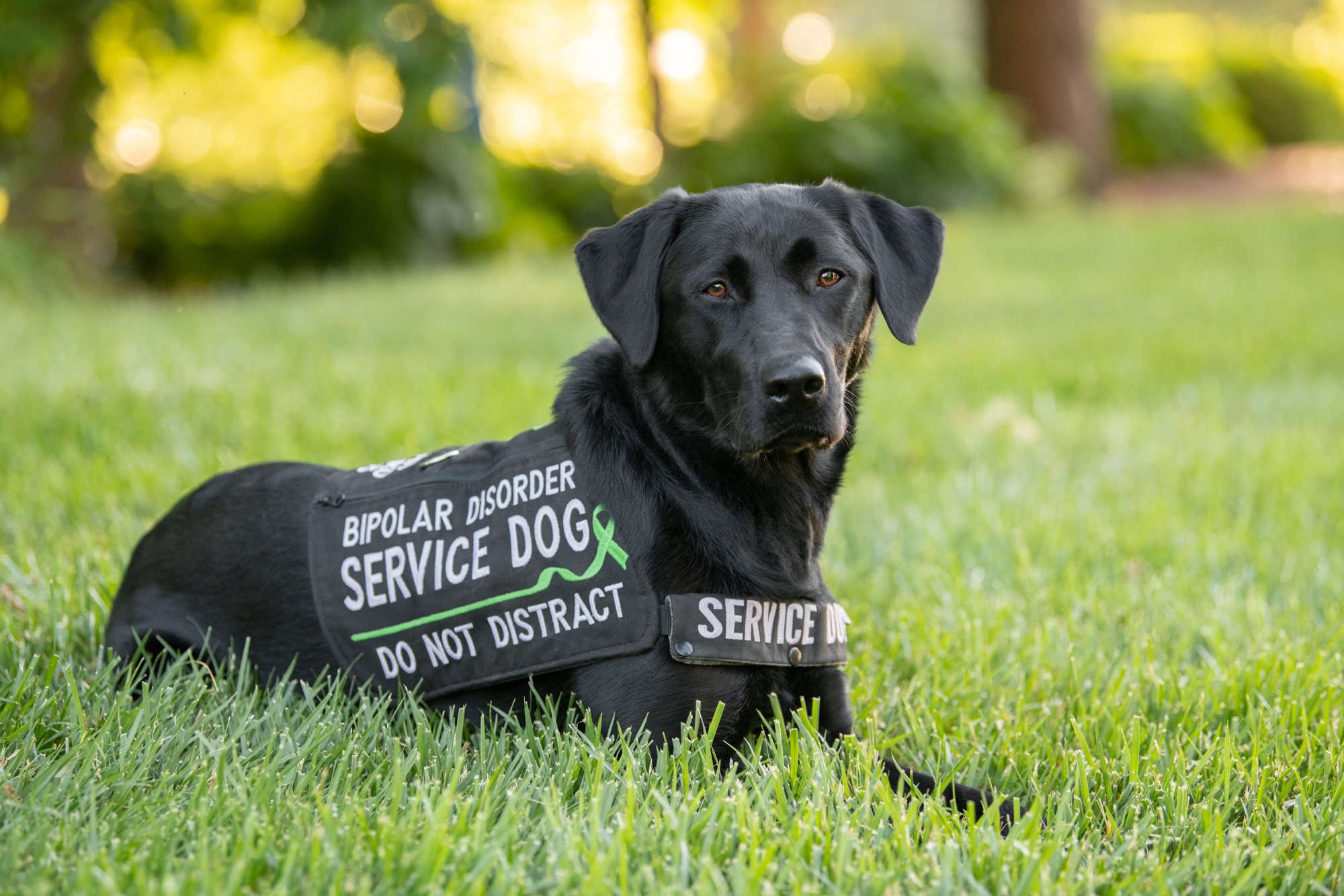 Bipolar Disorder Service Dogs