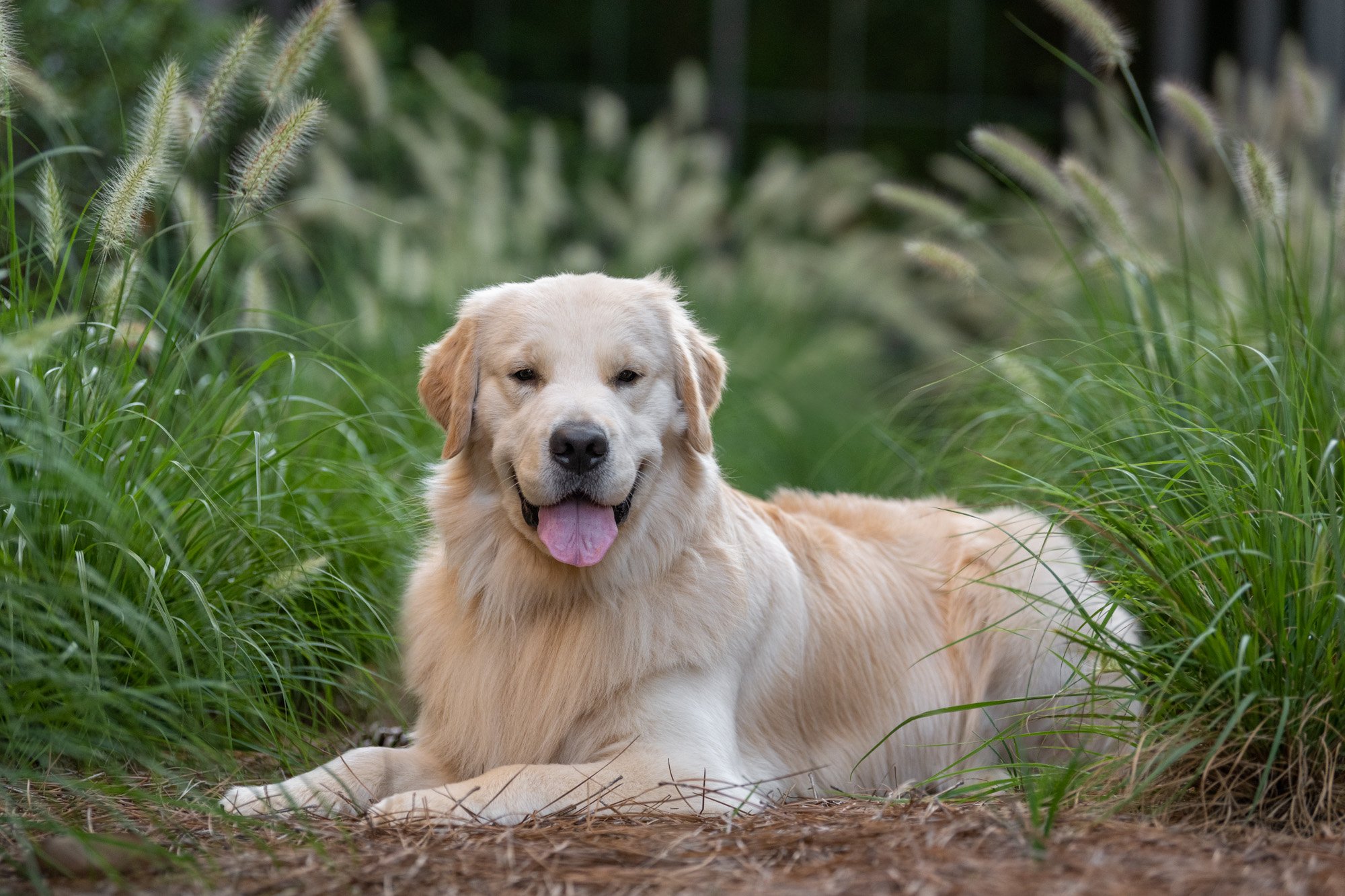 dog laying in tall grasses