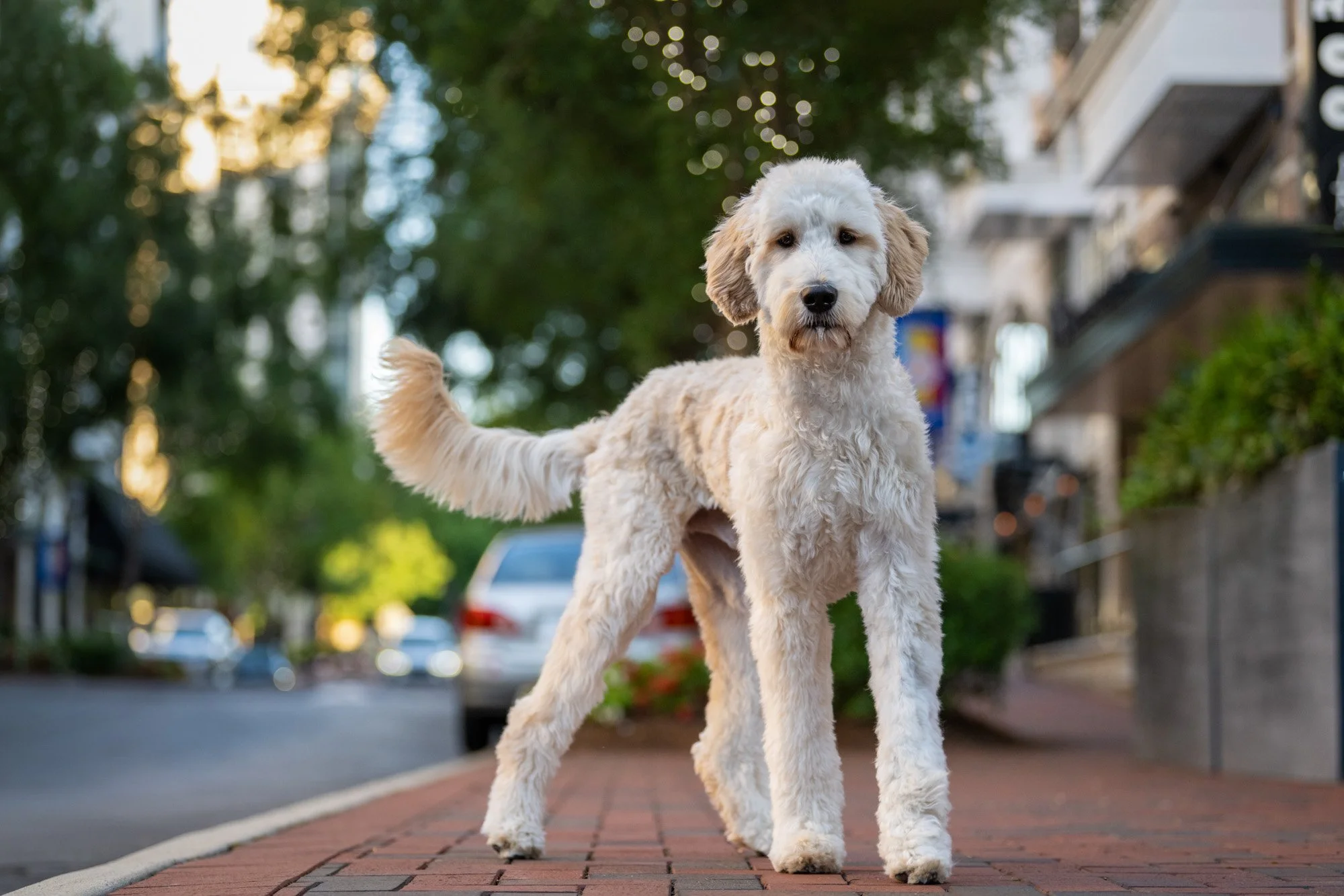 Model Call Dog Photos in the Southpark area of Charlotte NC