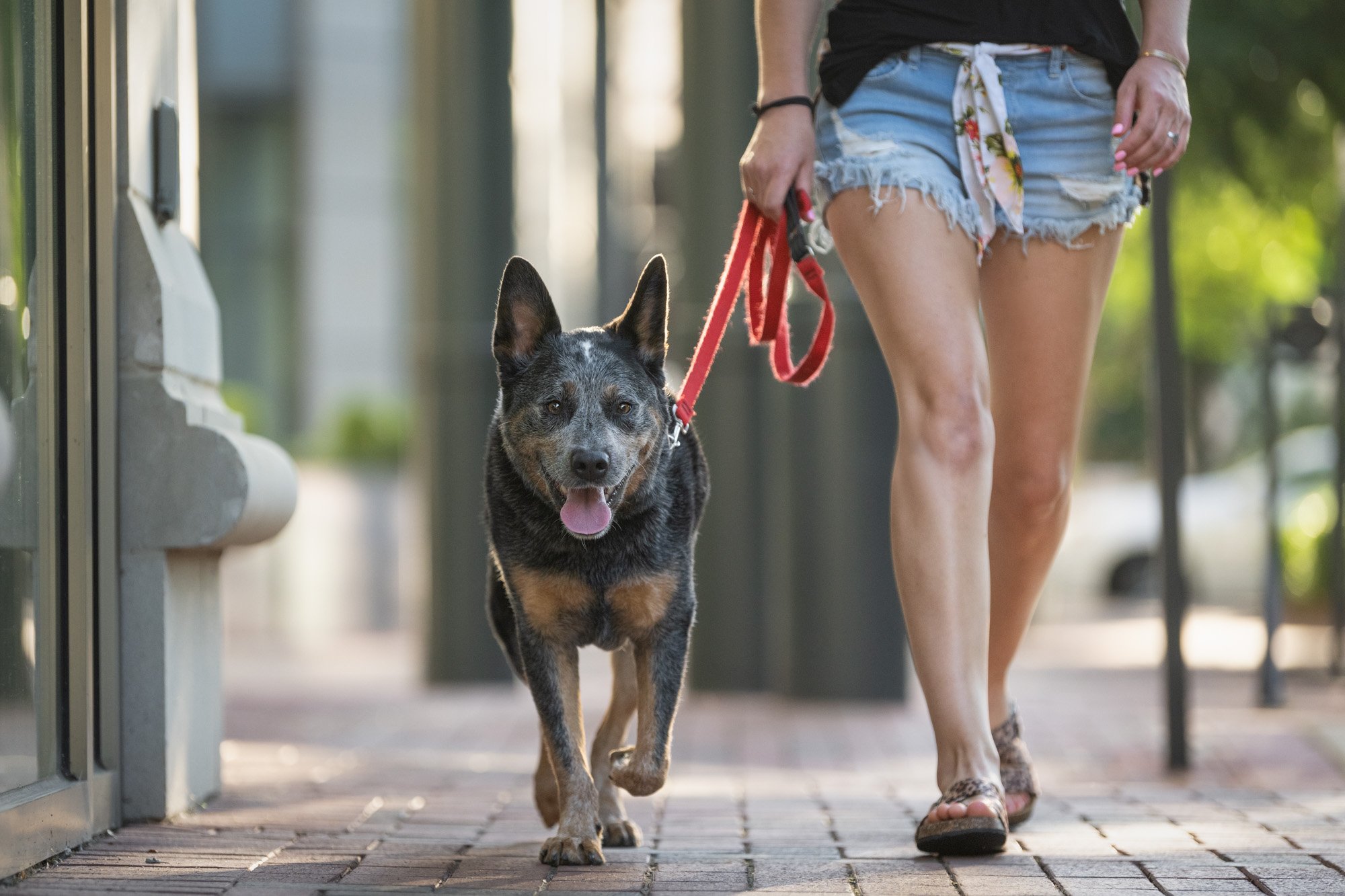 dog walker with dog on leash