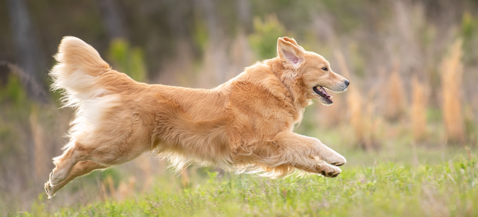 panning photo of golden retriever