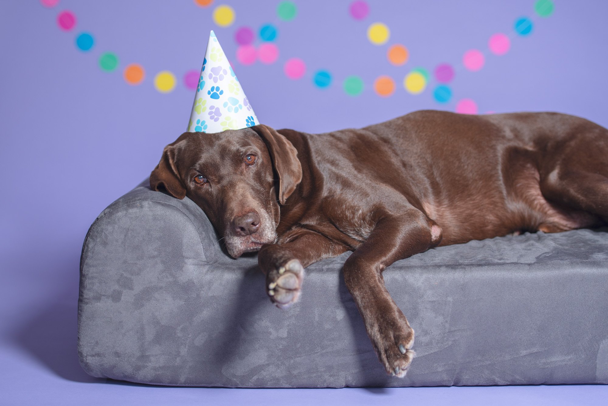 dog birthday party