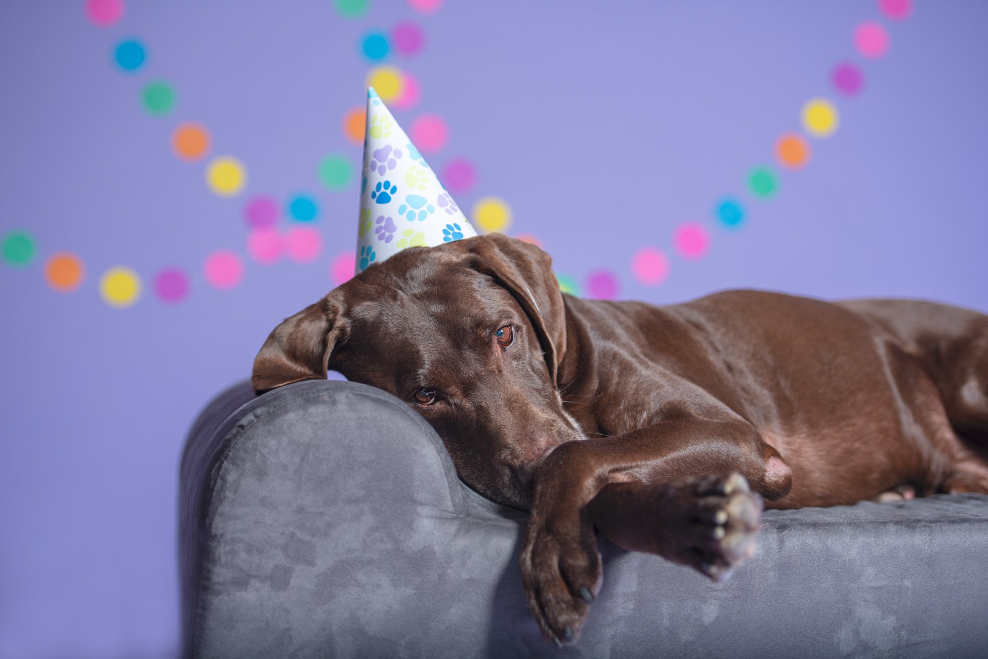 goofy chocolate lab wearing birthday hat