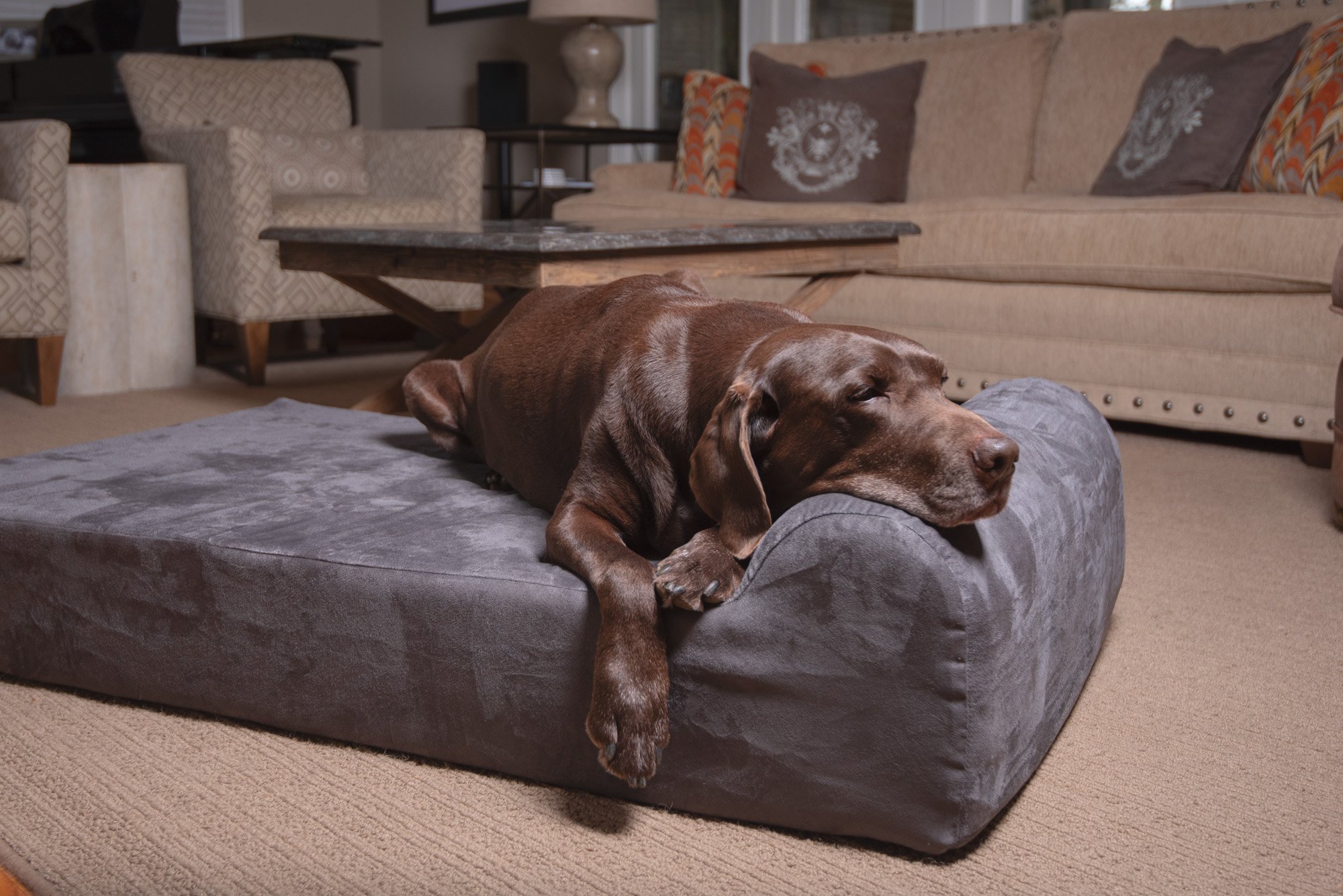 chocolate lab sleeping on Big Barker dog bed