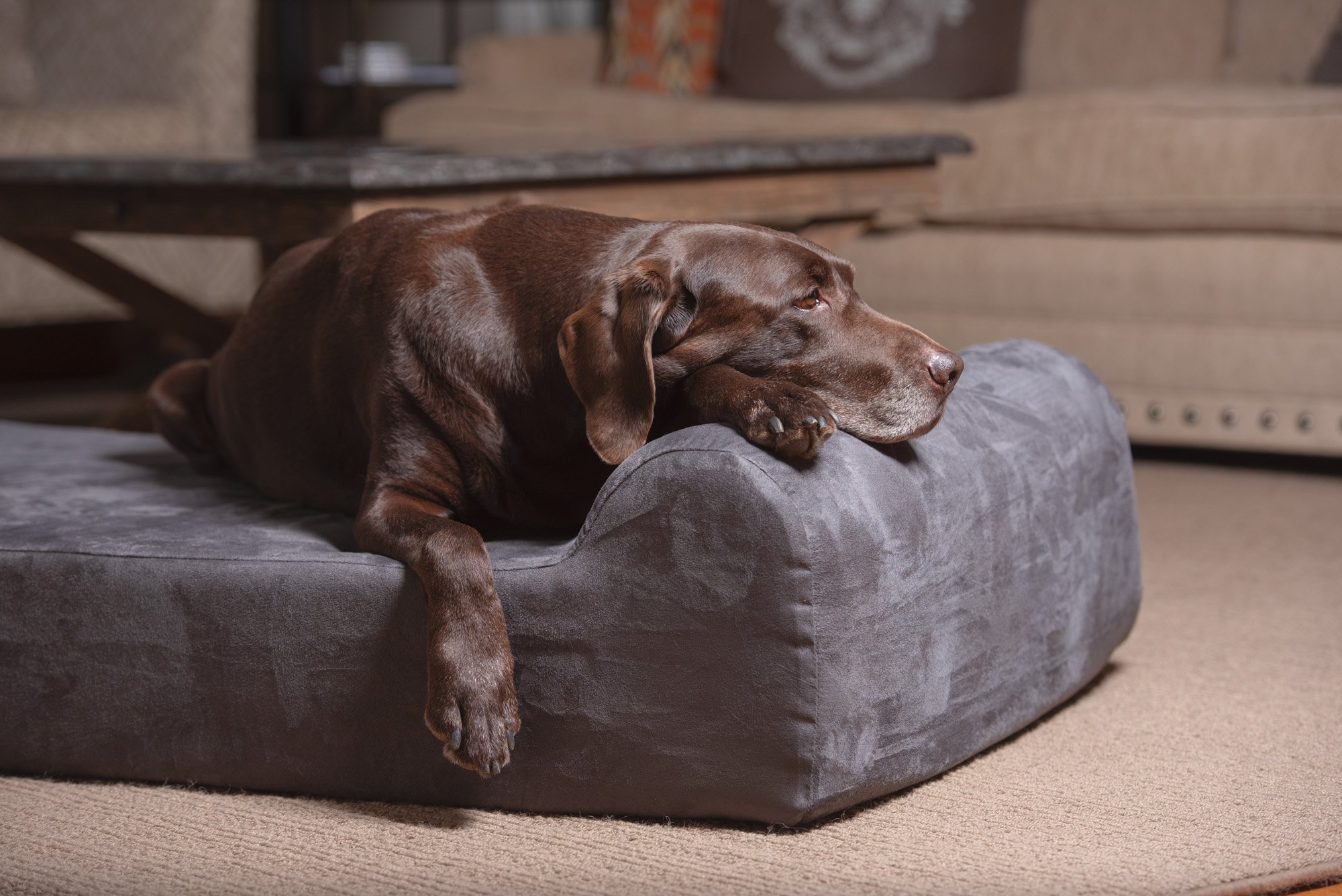 labrador retriever sleeping on dog bed