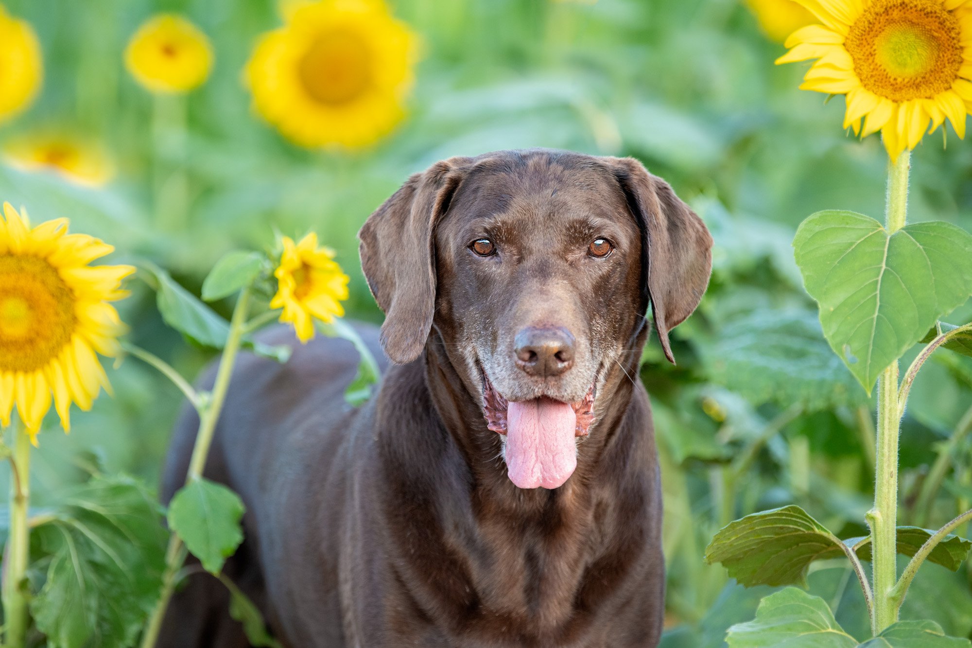 labrador retriever in sunflower field