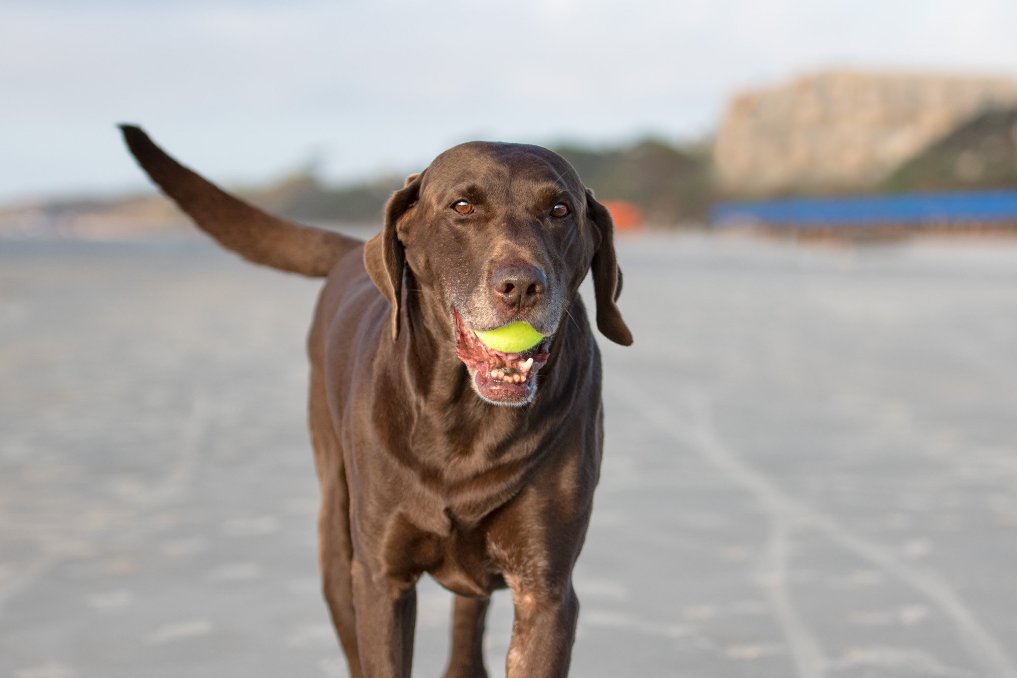 labrador retriever walking on beach with tennis ball