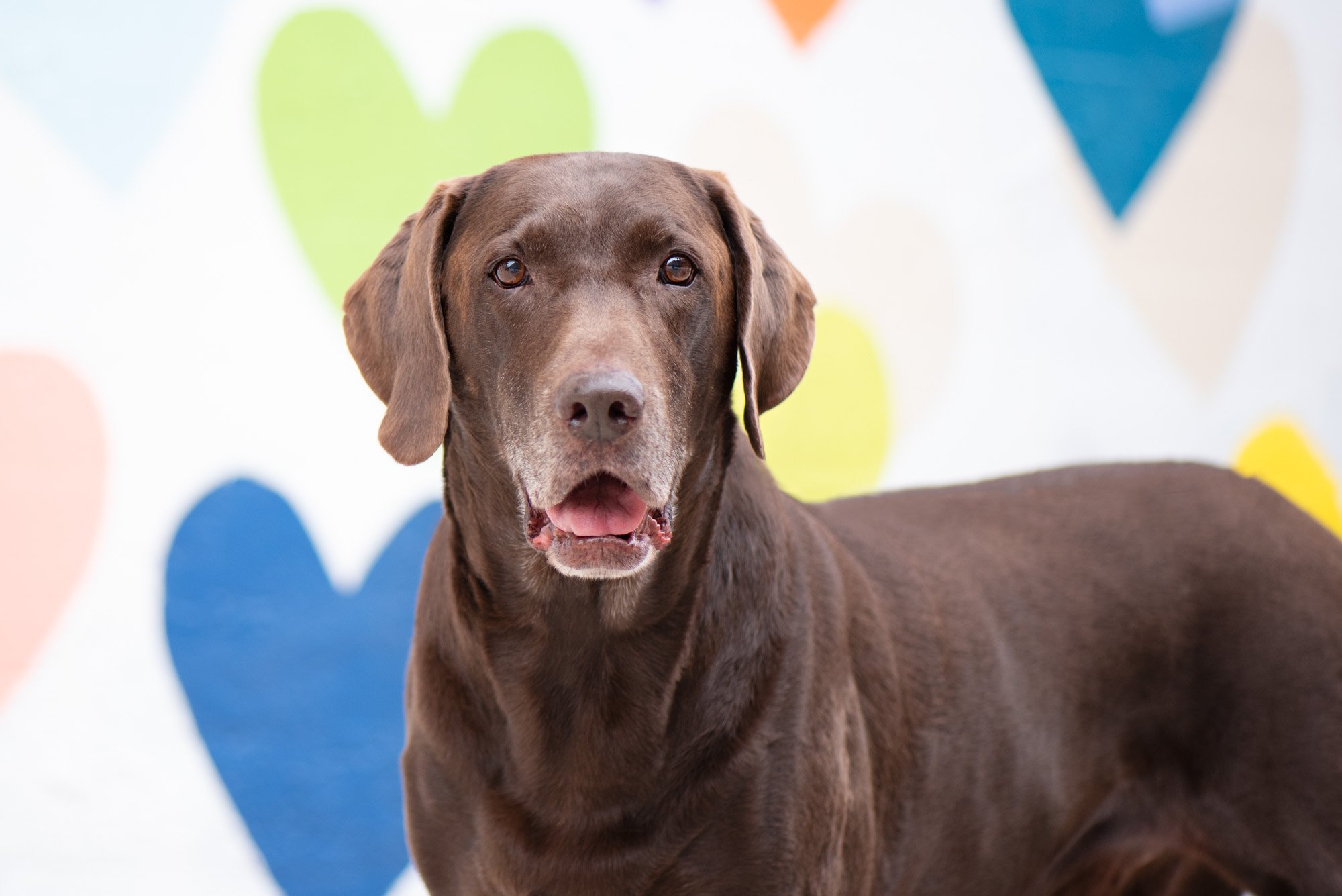 chocolate lab by BARKography at confetti hearts wall