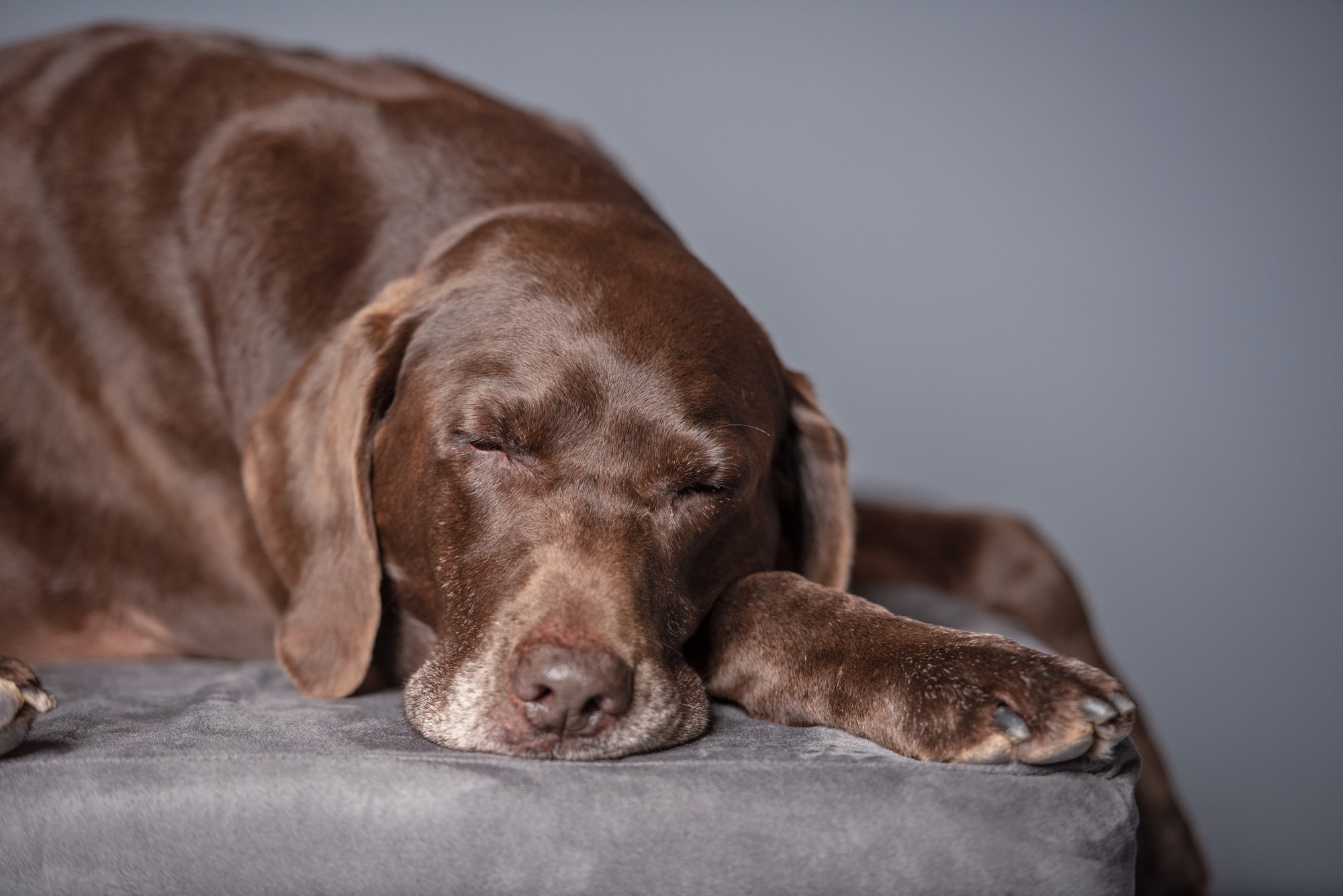 close up of sleeping chocolate lab in the studio