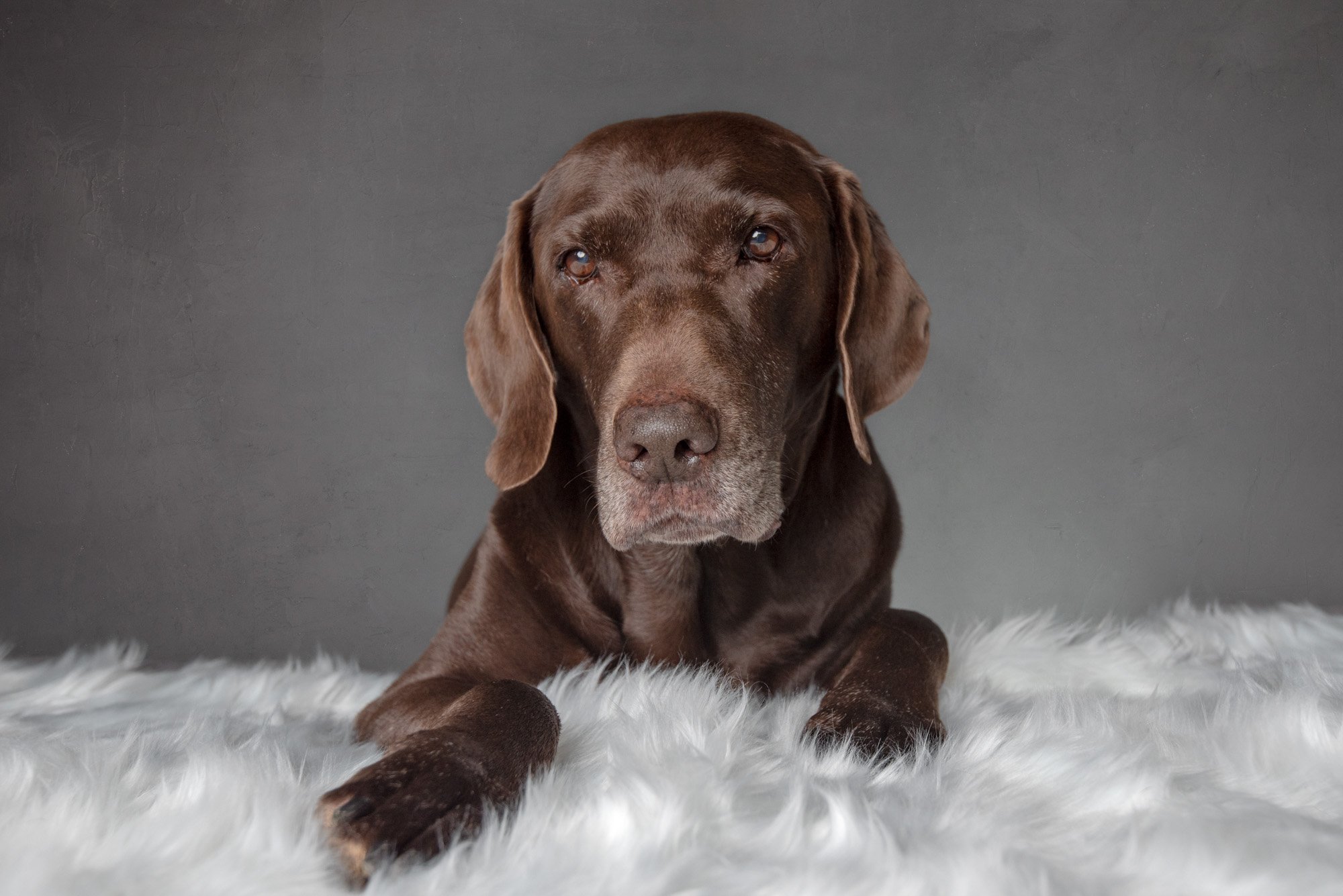 chocolate lab portriat