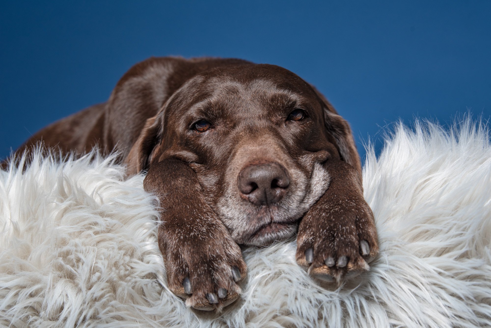 close up of labrador retriever sleeping on furry rug