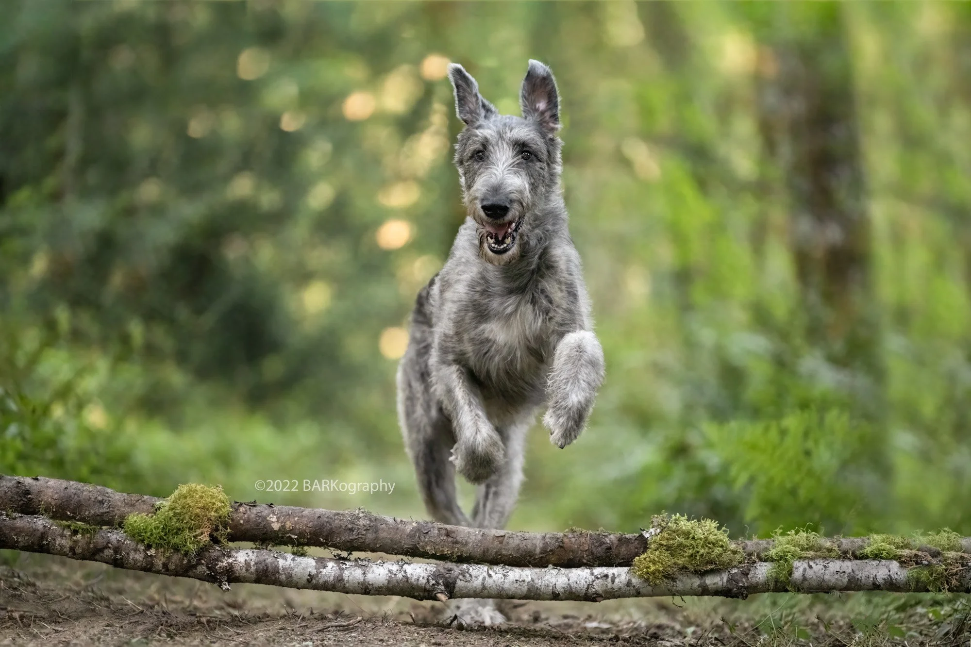 Famous Dog Photography Claudio Piccoli's Dogs in Action Workshop