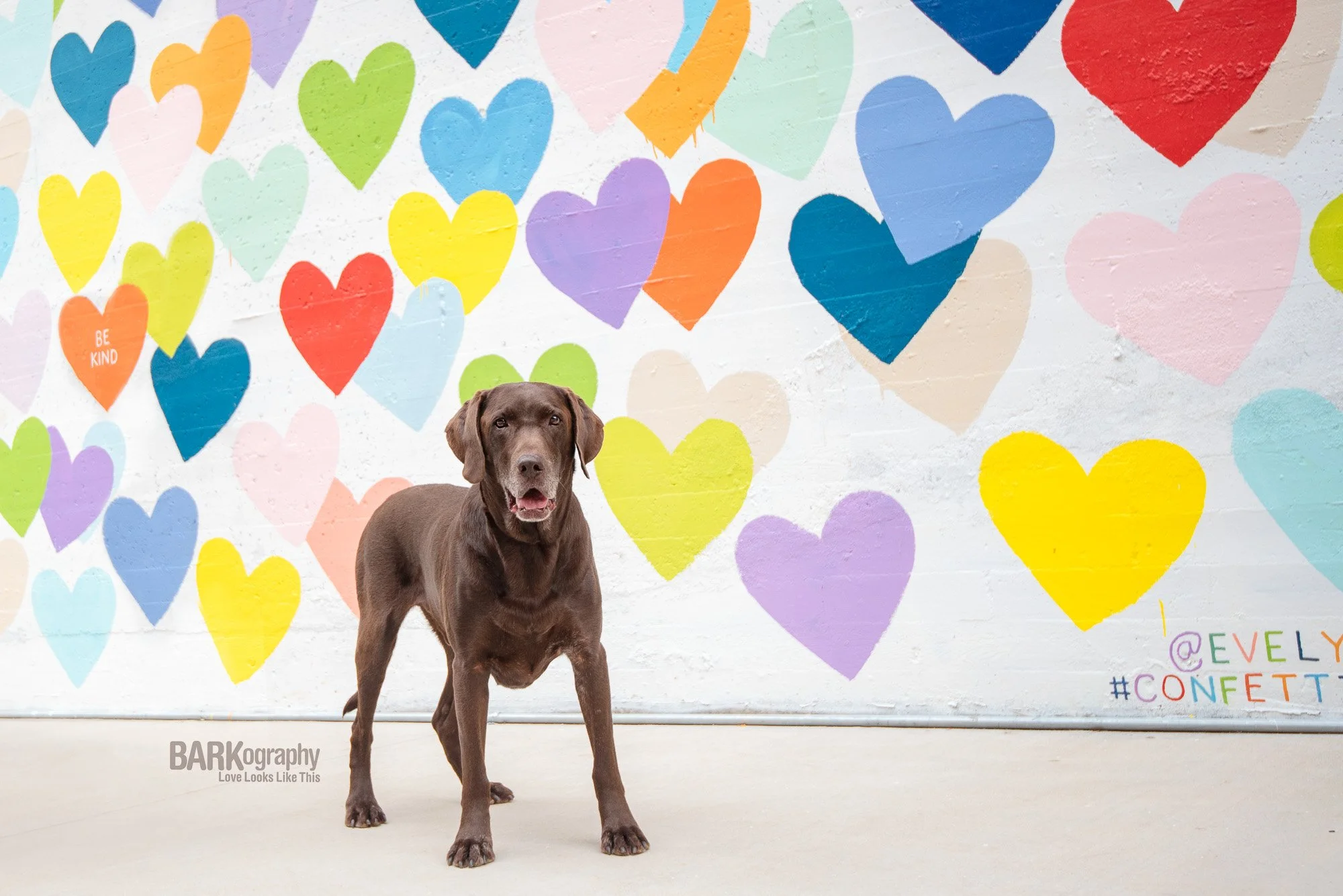 Charlotte NC Dog Photographer BARKography featured on Redfin