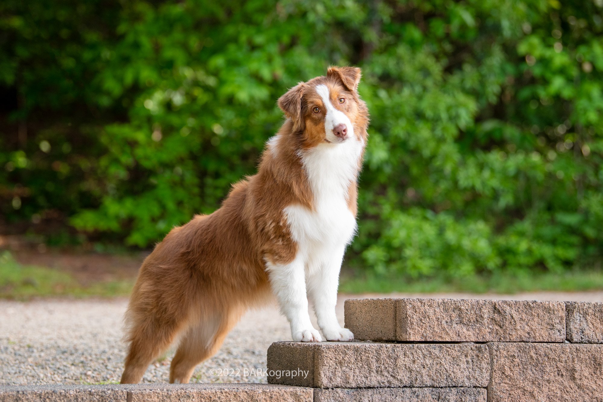 Australian Shepherd breeder photo