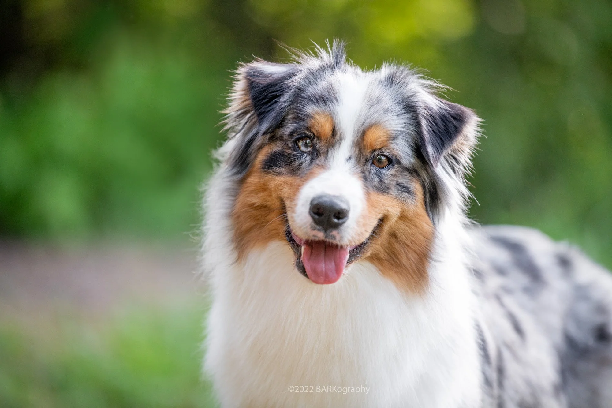 The Easiest Rule to Help You Take Better Photos of your Dog