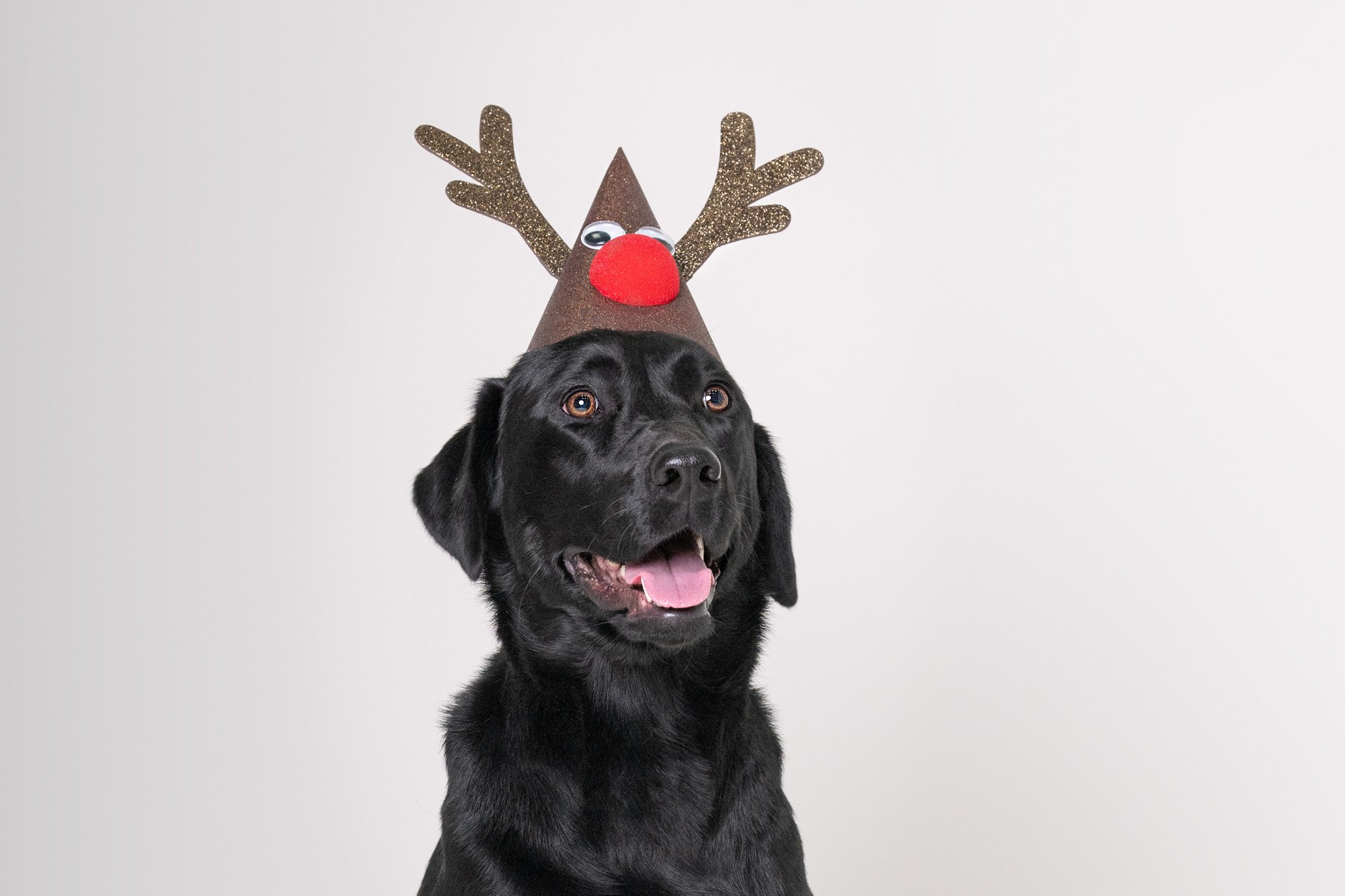 smiling black lab wearing Rudolph hat