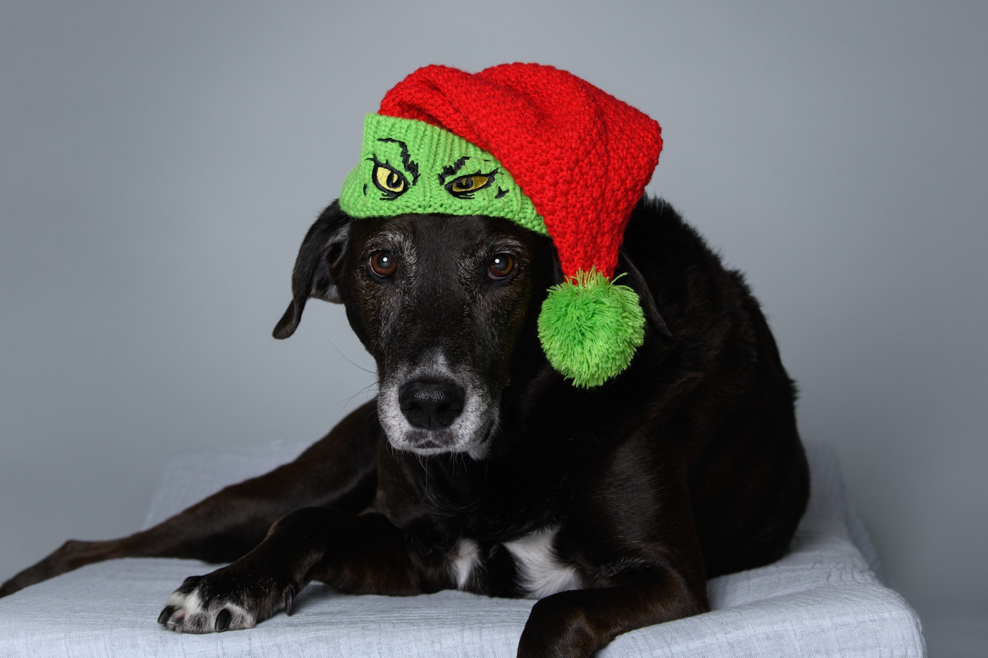 hound dog mix wearing Christmas hat
