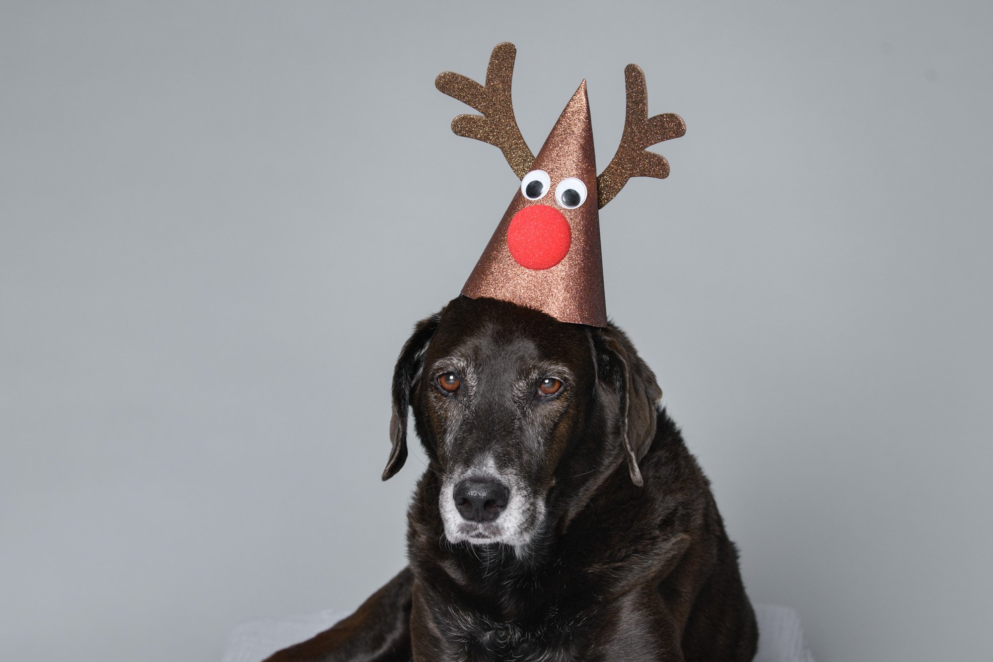 hound dog mix and Rudolph hat