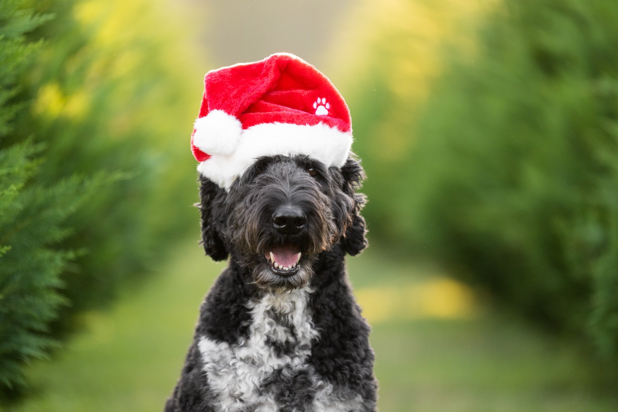 giant doodle wearing Santa hat