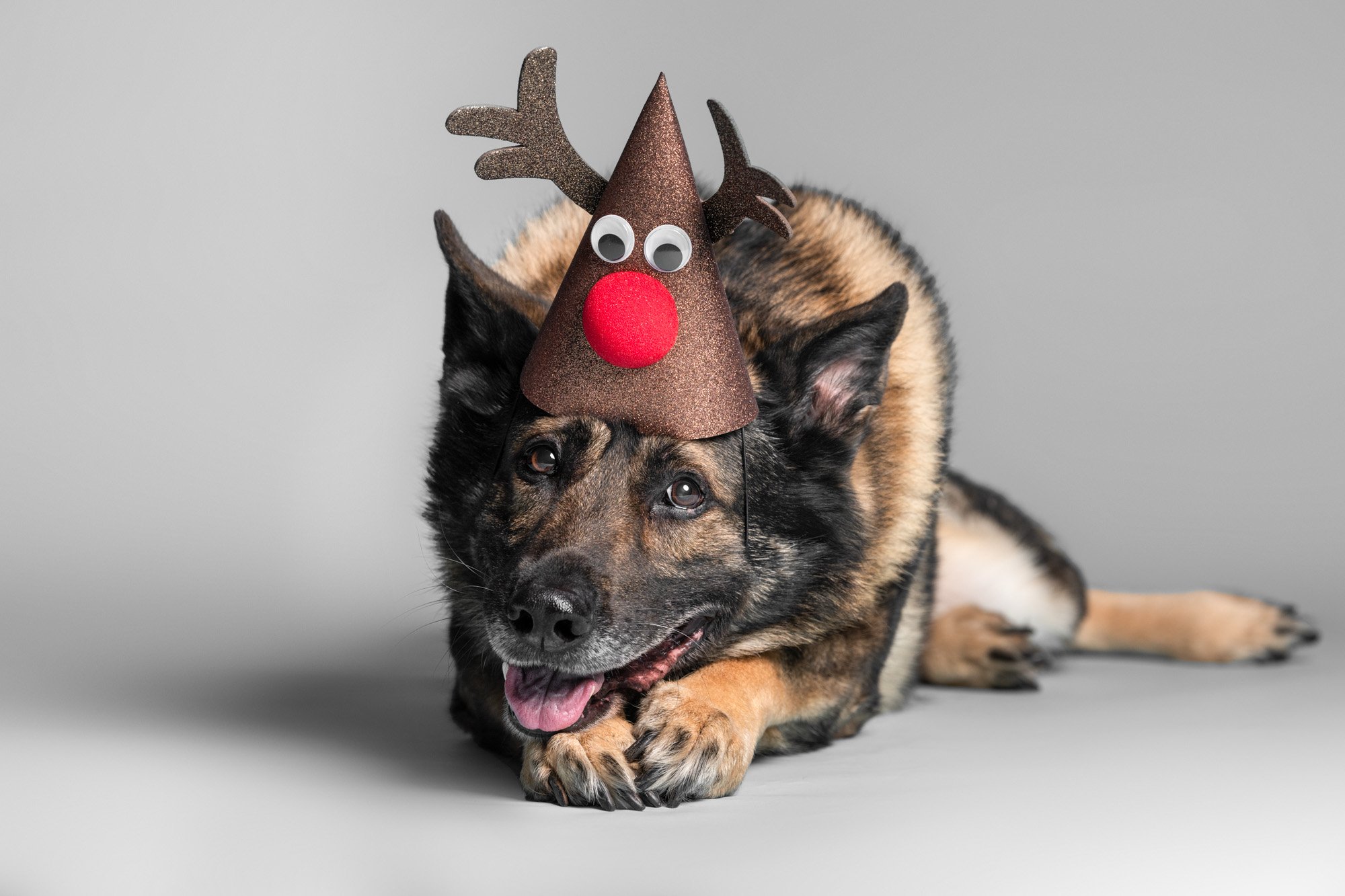 german shepherd dog wearing Christmas hat