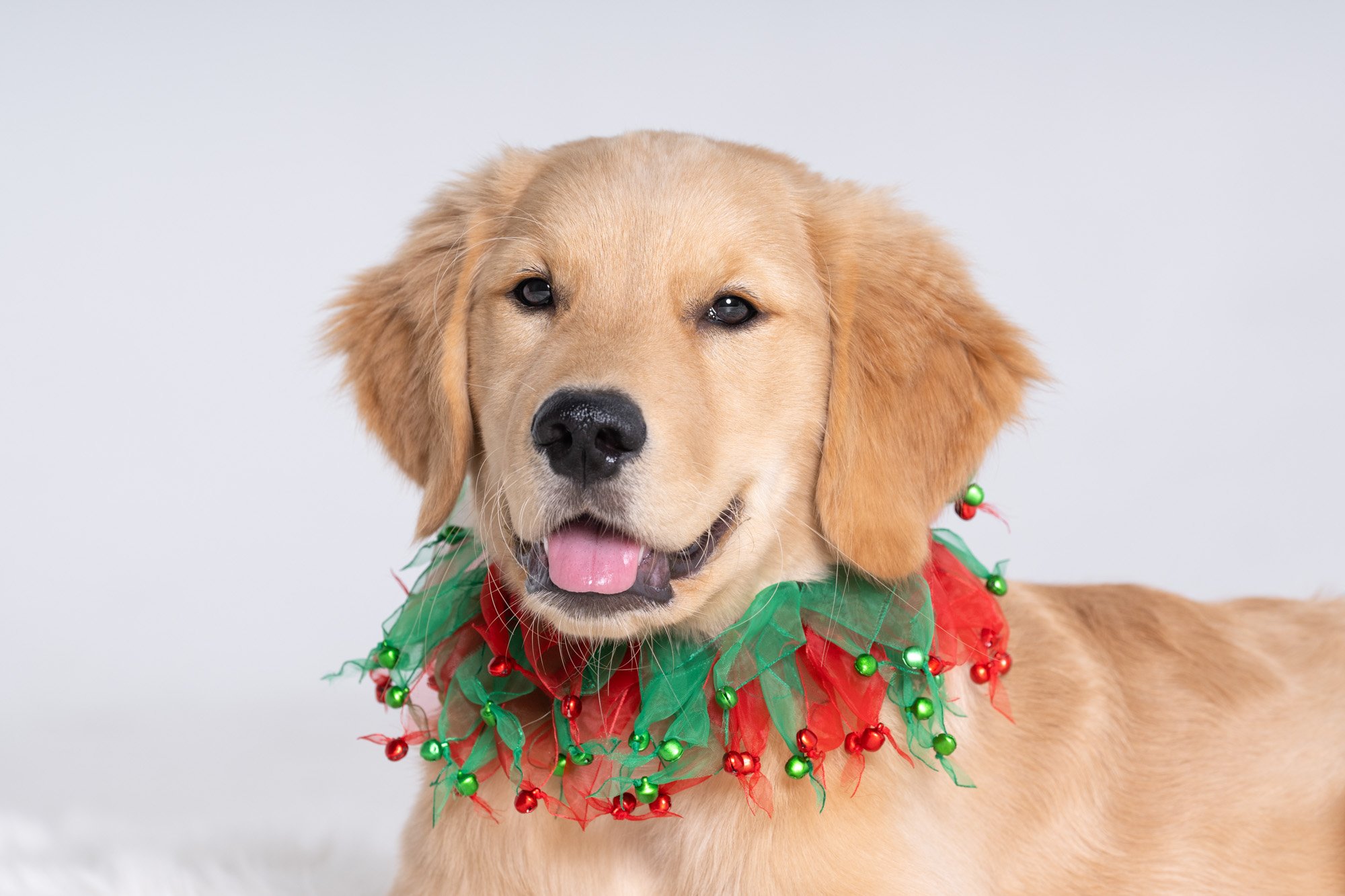 golden retriever puppy wearing Christmas scarf