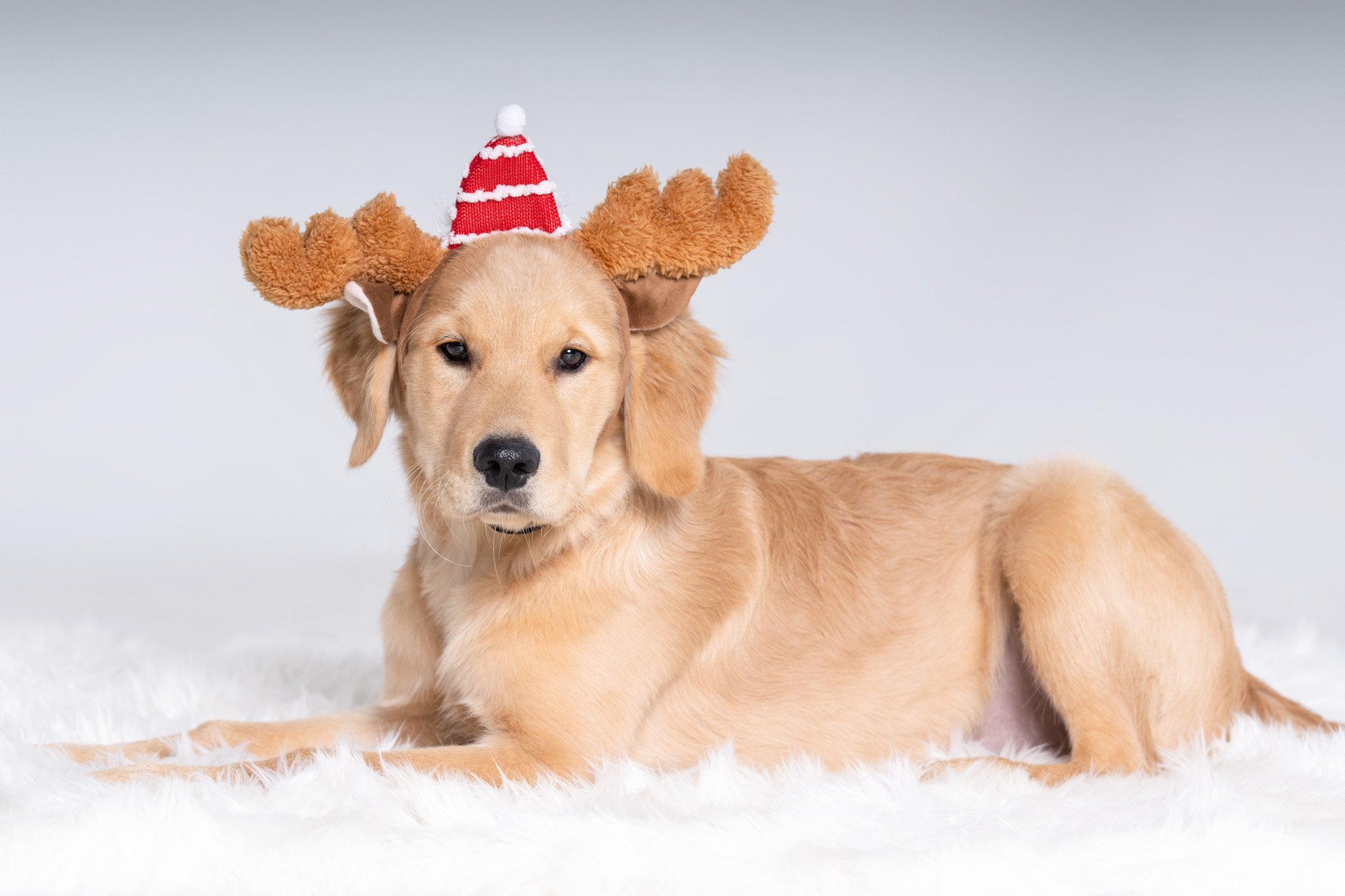 full body photo of golden retriever puppy and Christmas hat