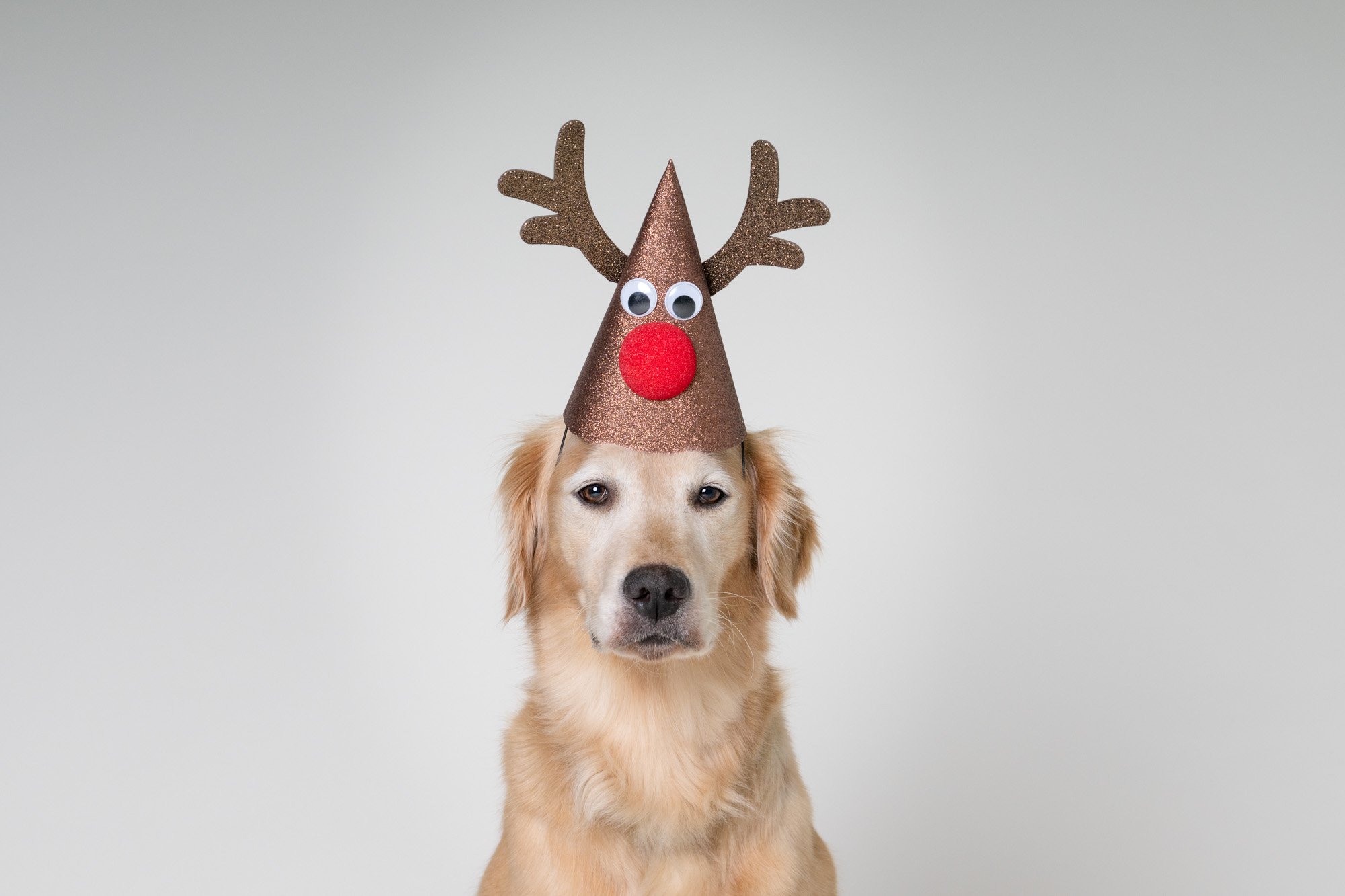 close up golden retriever wearing Rudolph hat