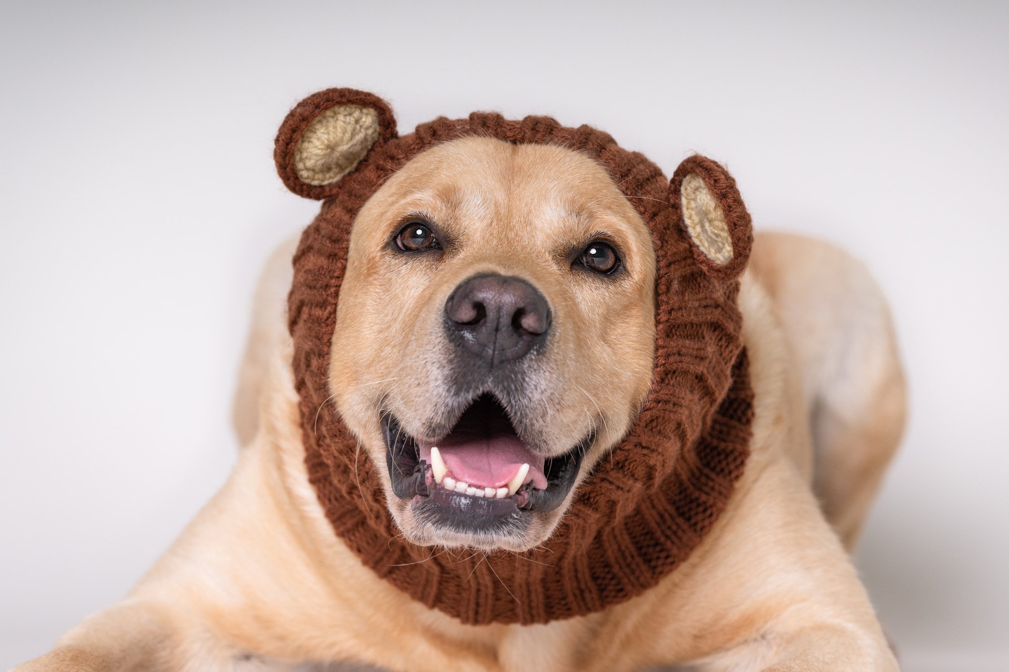 yellow lab wearing zoosnood.jpg