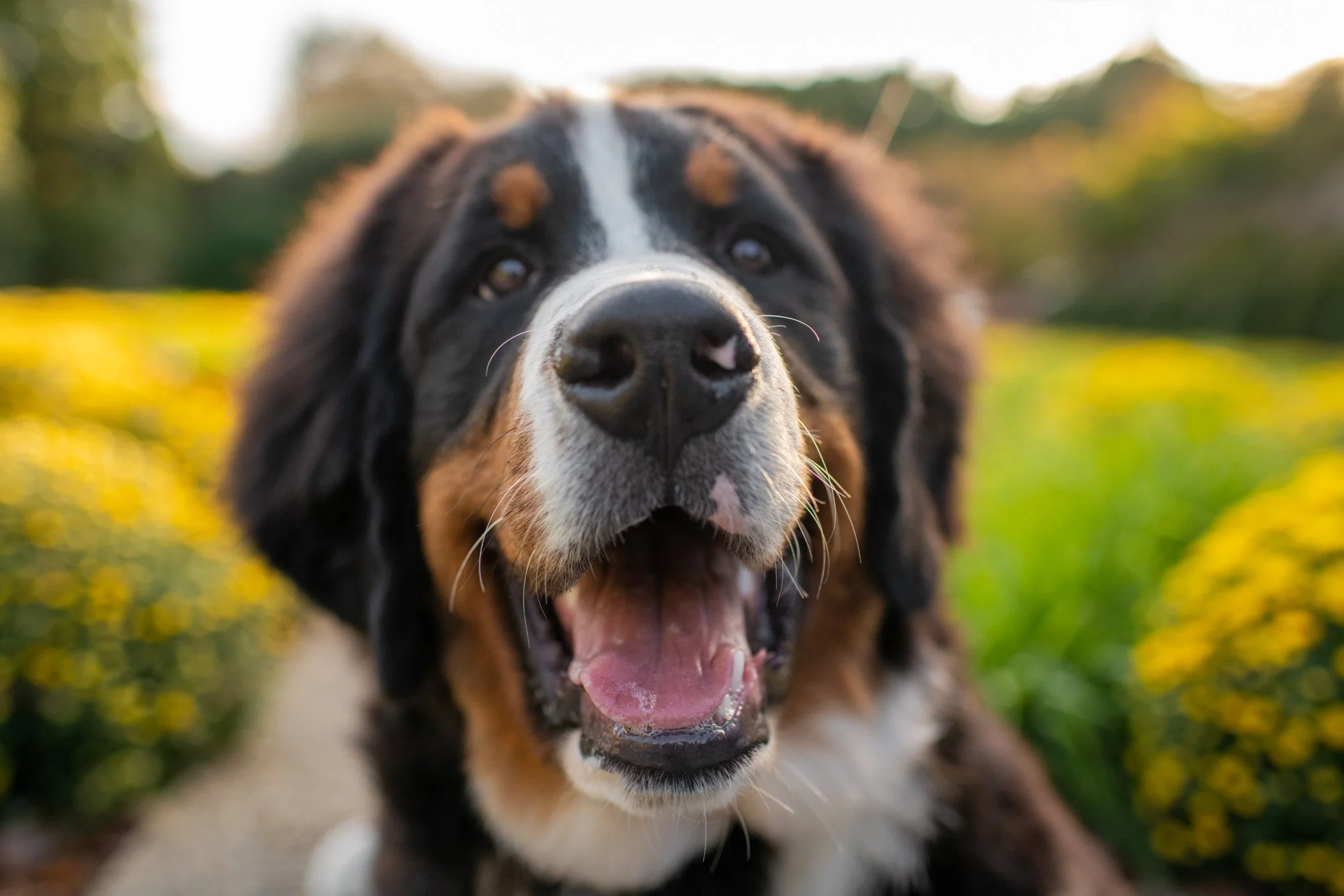 2022 Dog Photography Year in Review