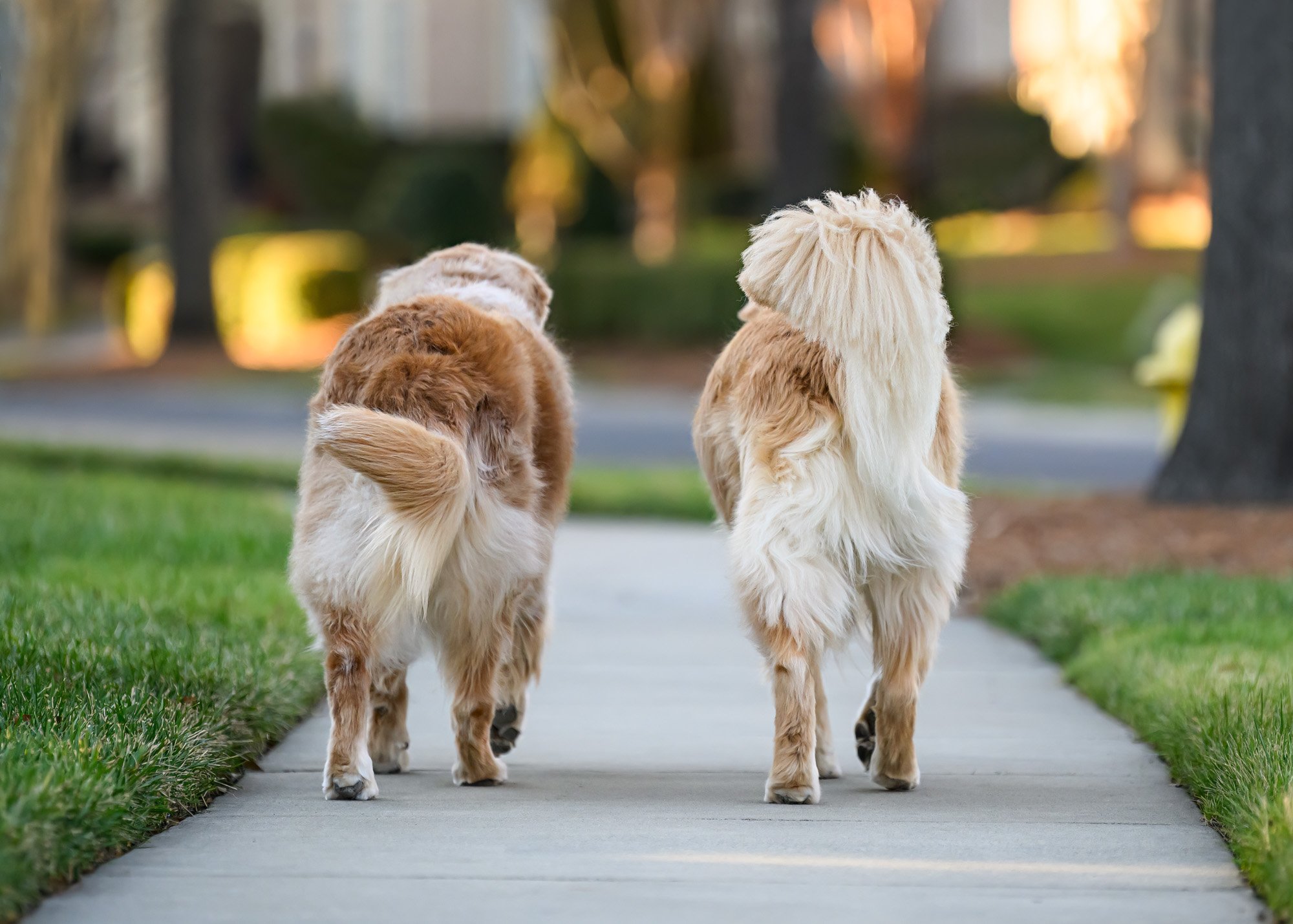 two dogs walking down sidewalk