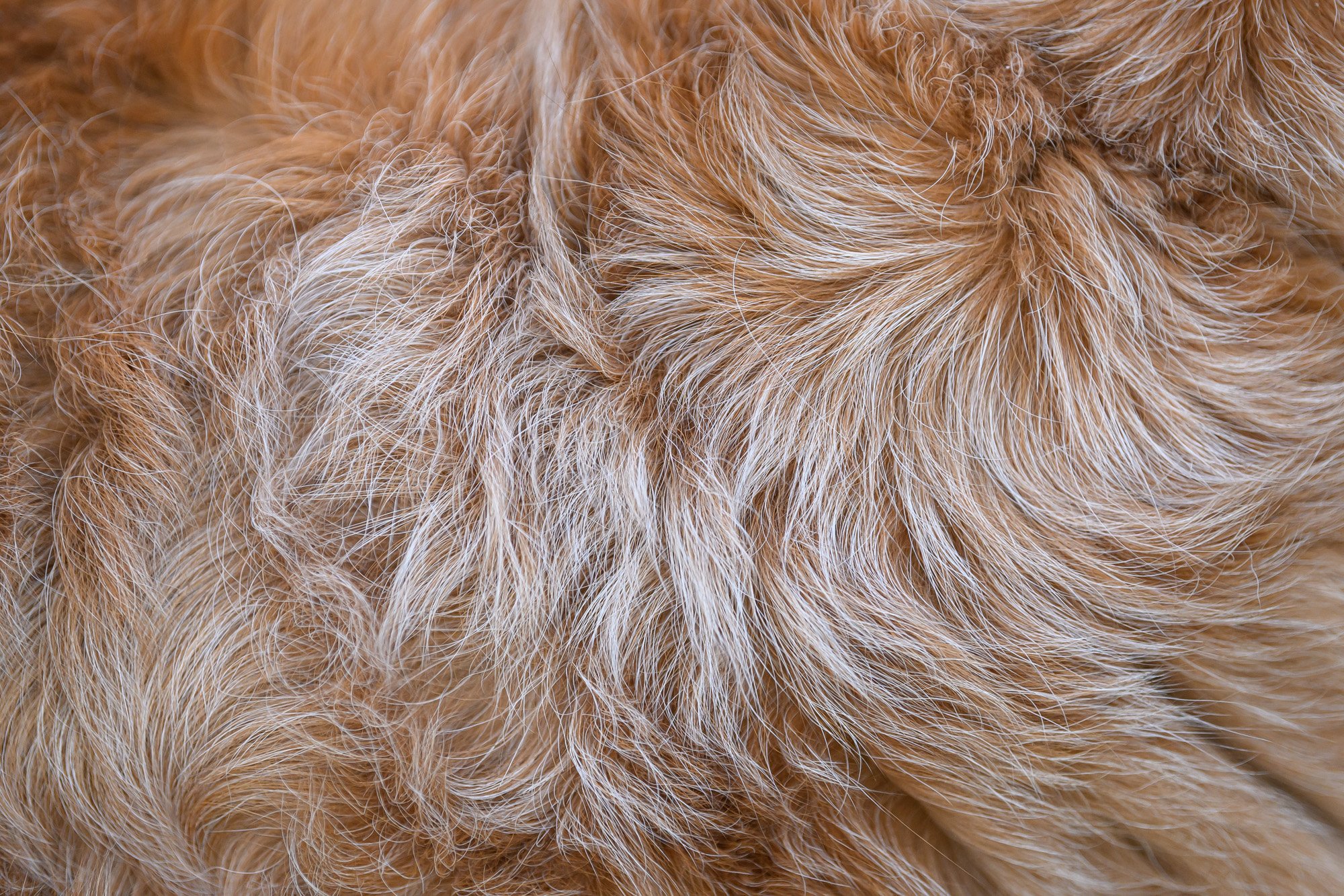 close up dog fur