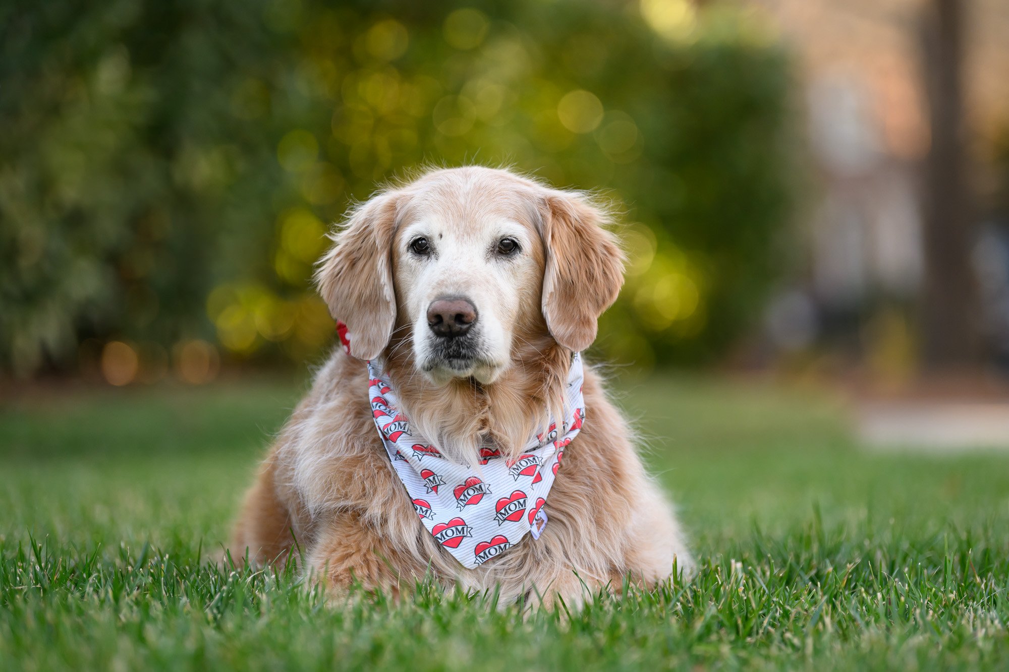 dog on leash during photo session