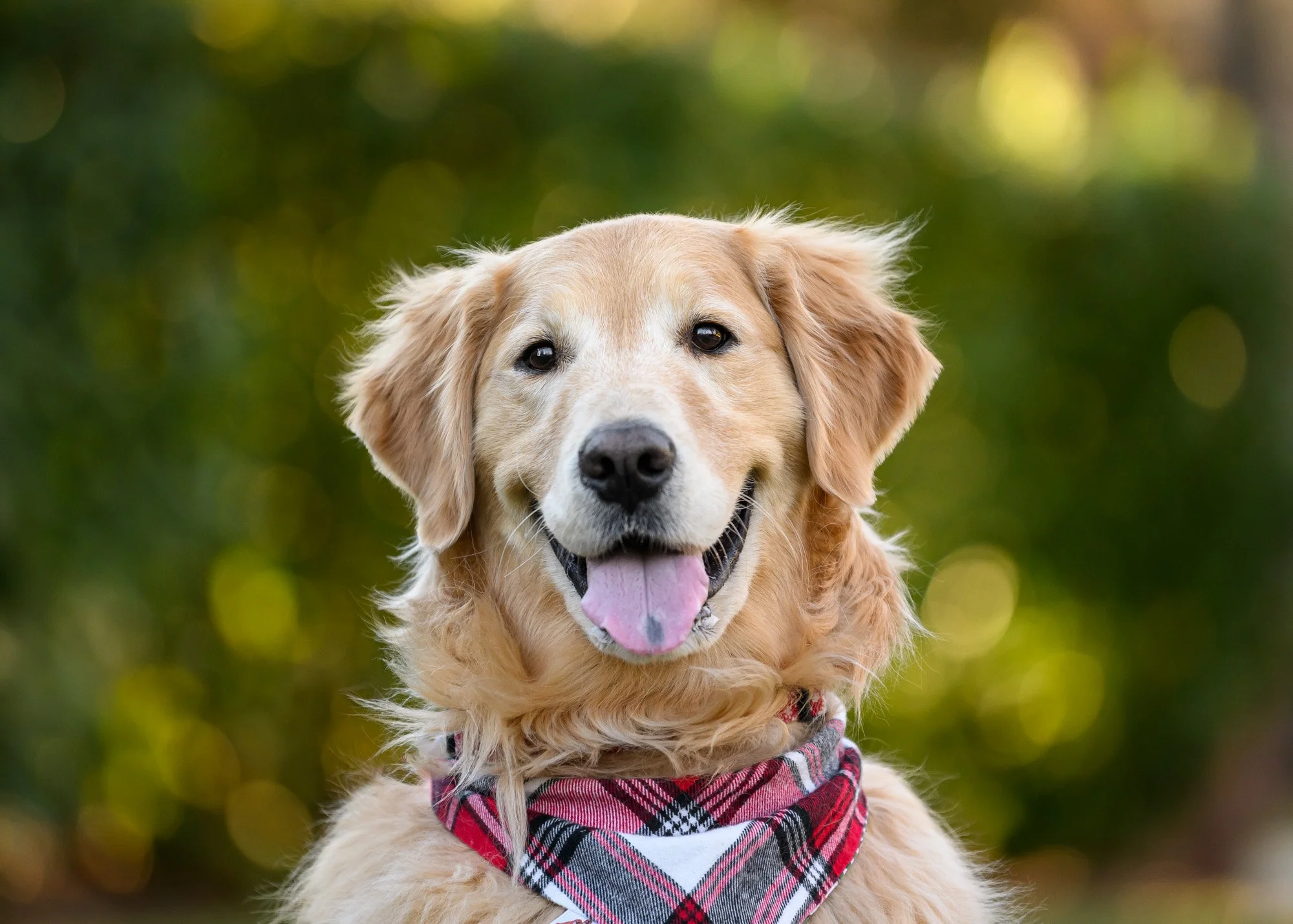 Photographing Untrained Dogs