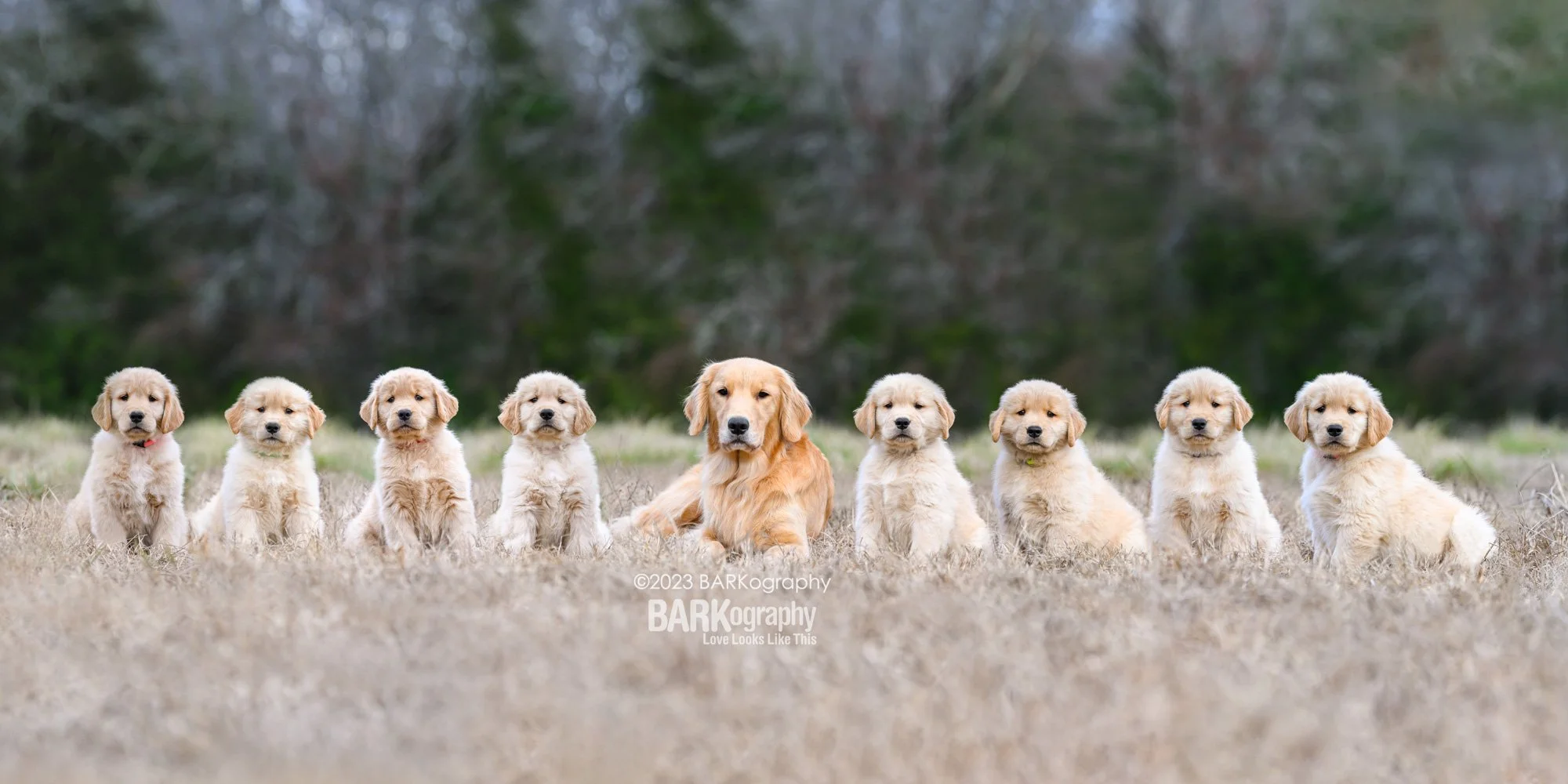 Celebrating Golden Retriever Day in Charlotte NC