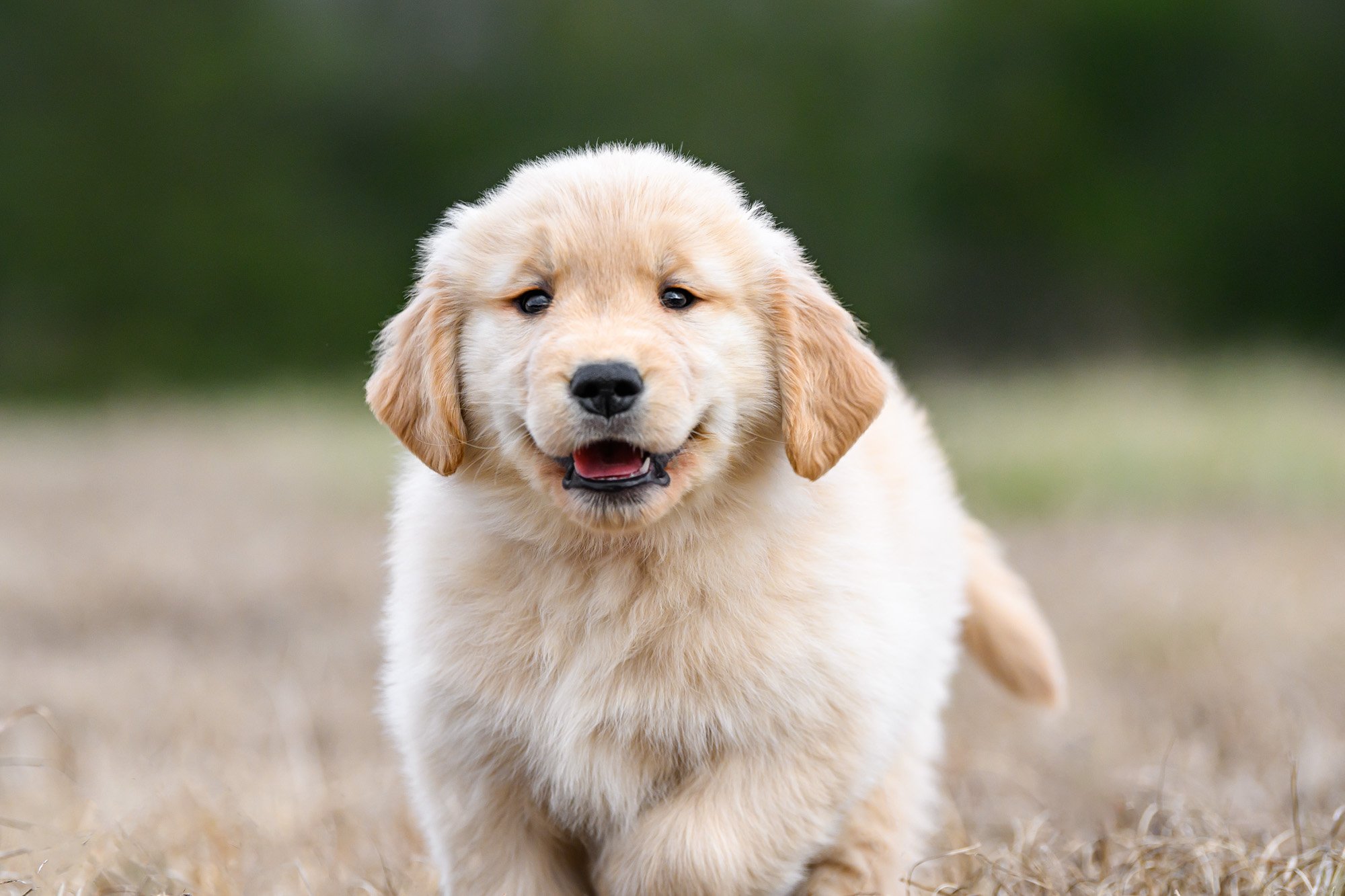 close up 8 week golden retriever puppy portrait