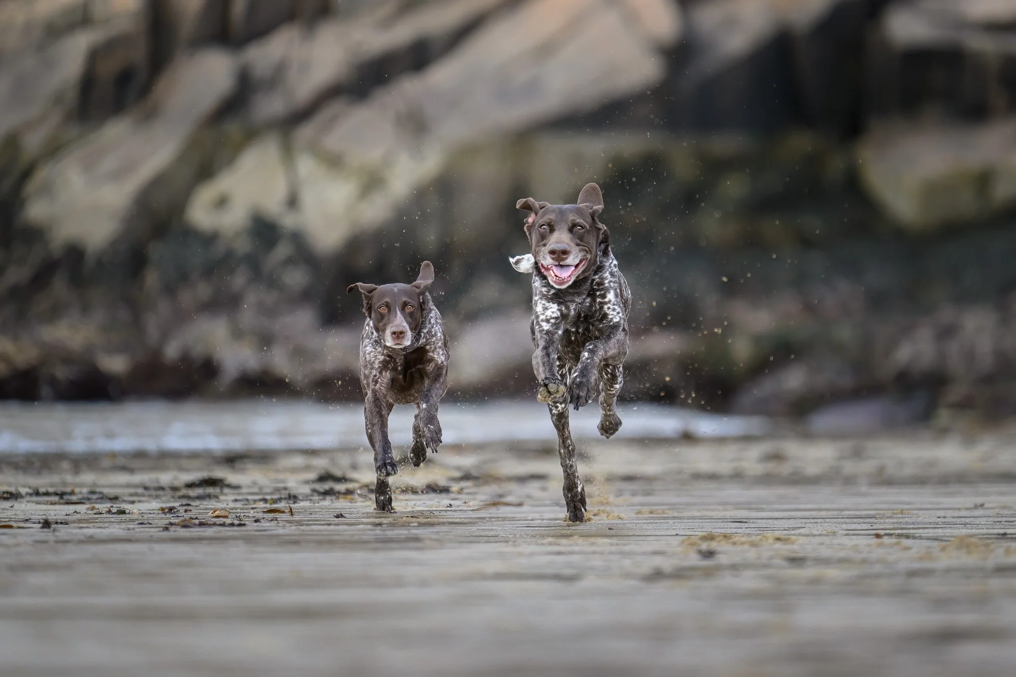 Dog Friendly Acadia National Park