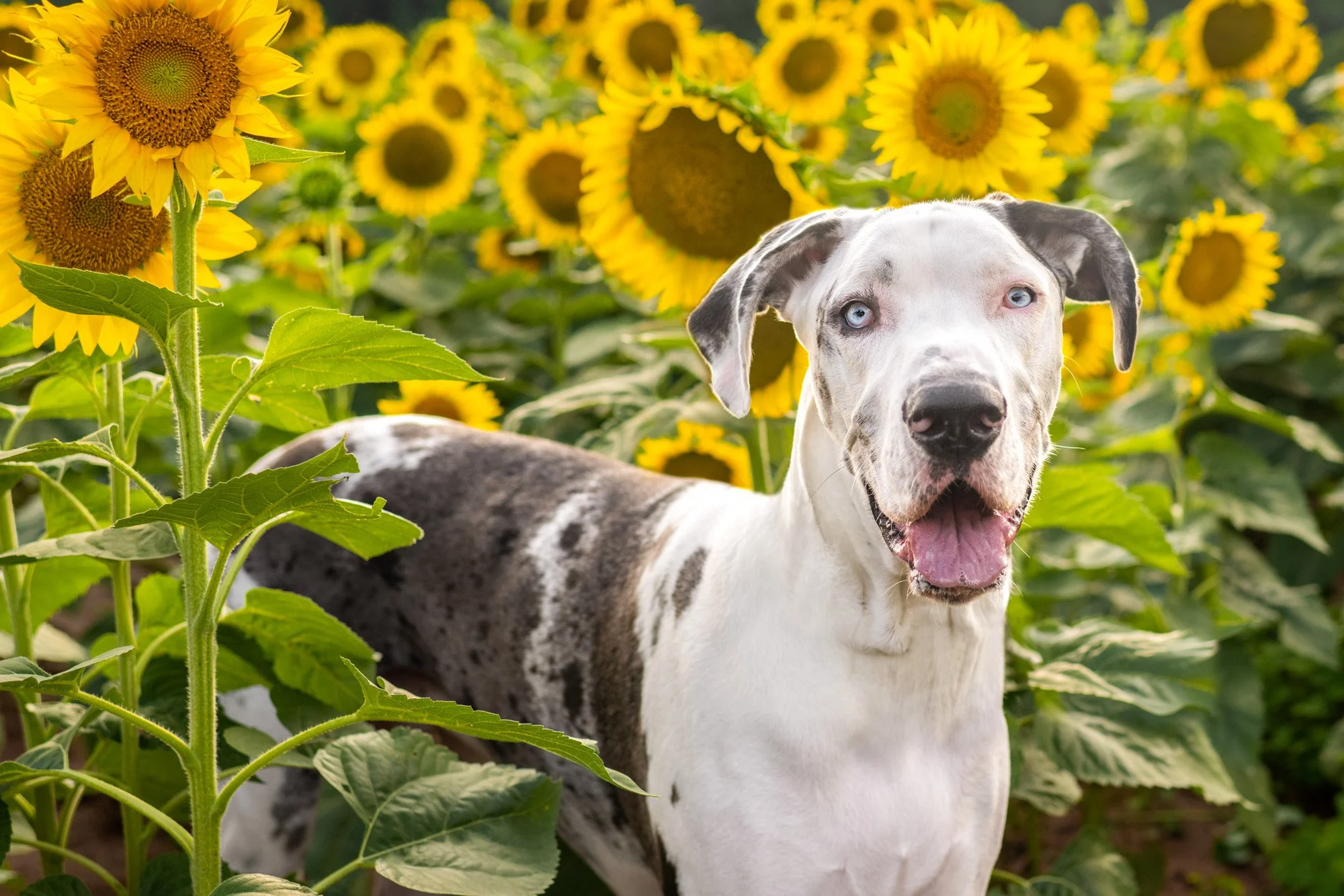Upstate South Carolina Sunflower Fields