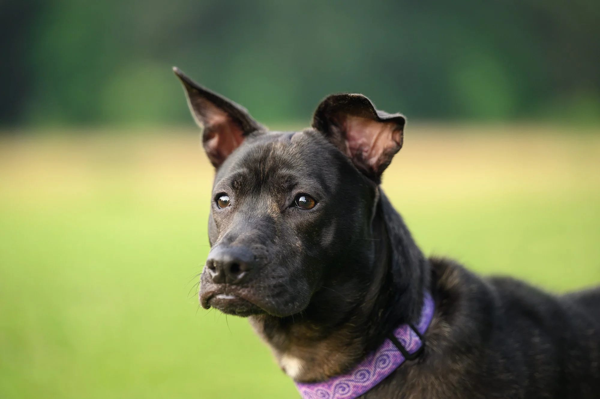 How I Approach Photographing Nervous and Shy Dogs
