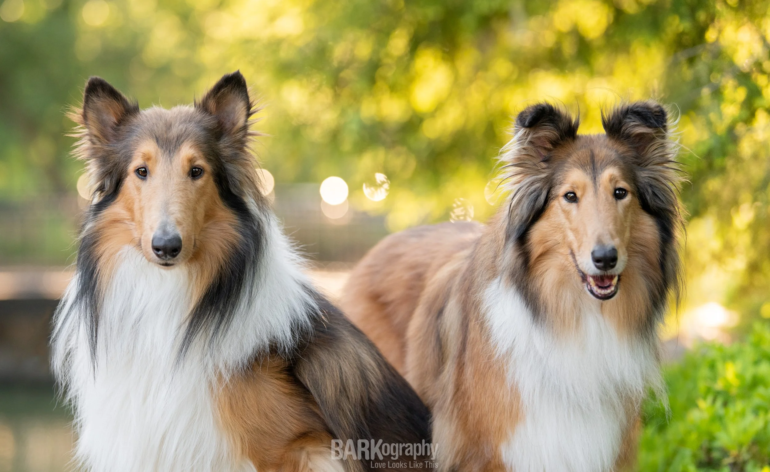 Bringing a New Dog Home: 11 Tips to Help