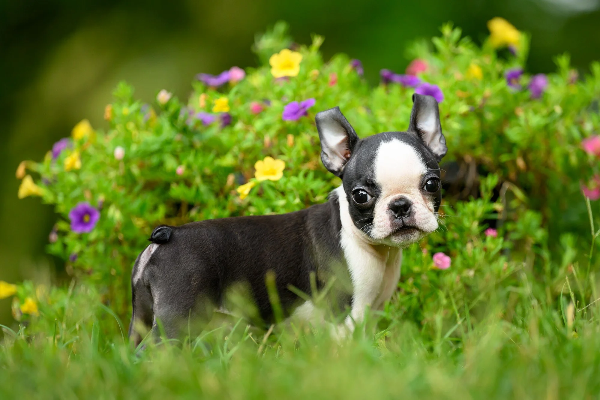 I Love Photographing Puppies