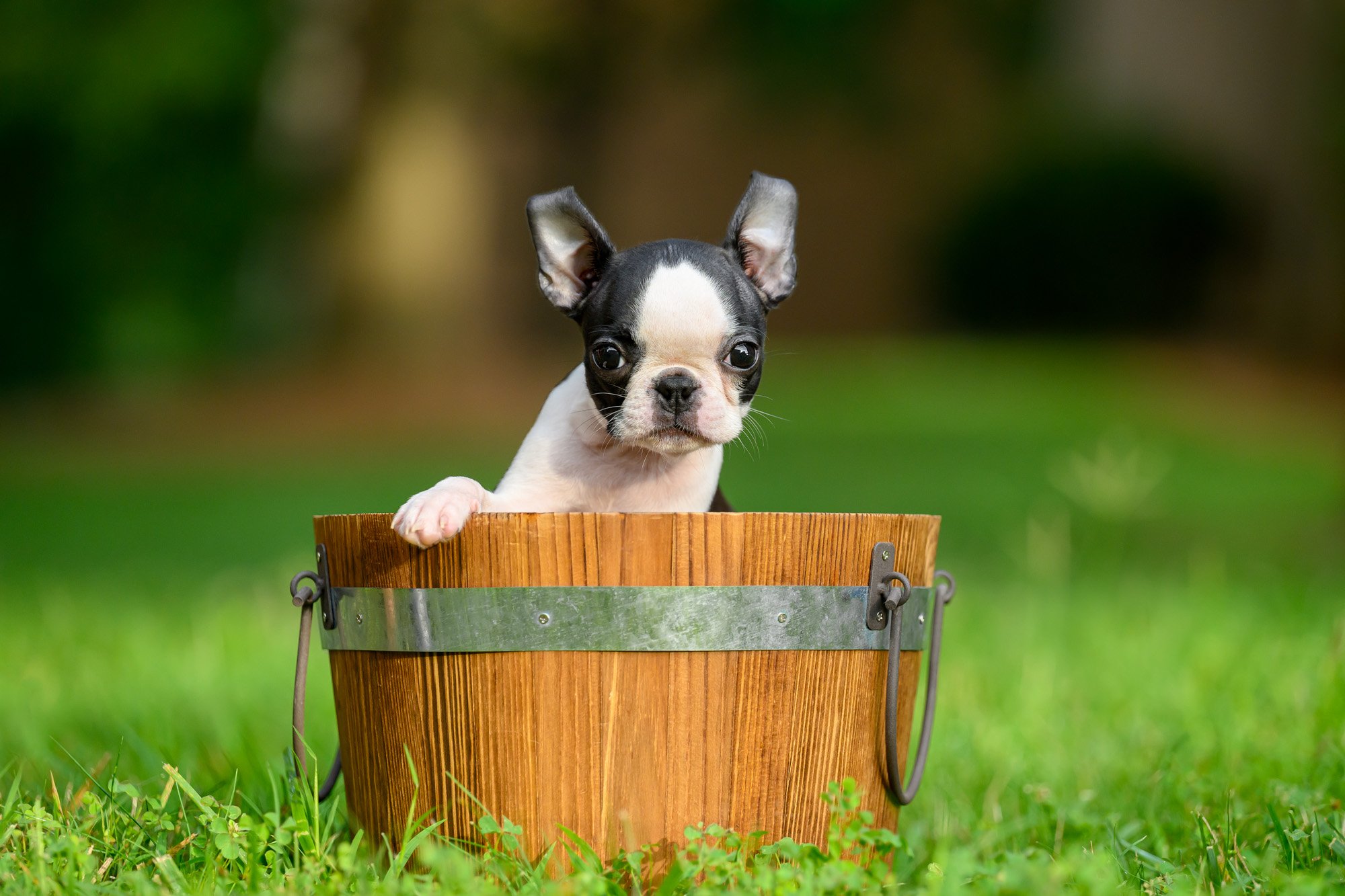 4lb Boston Terrier puppy in a pail
