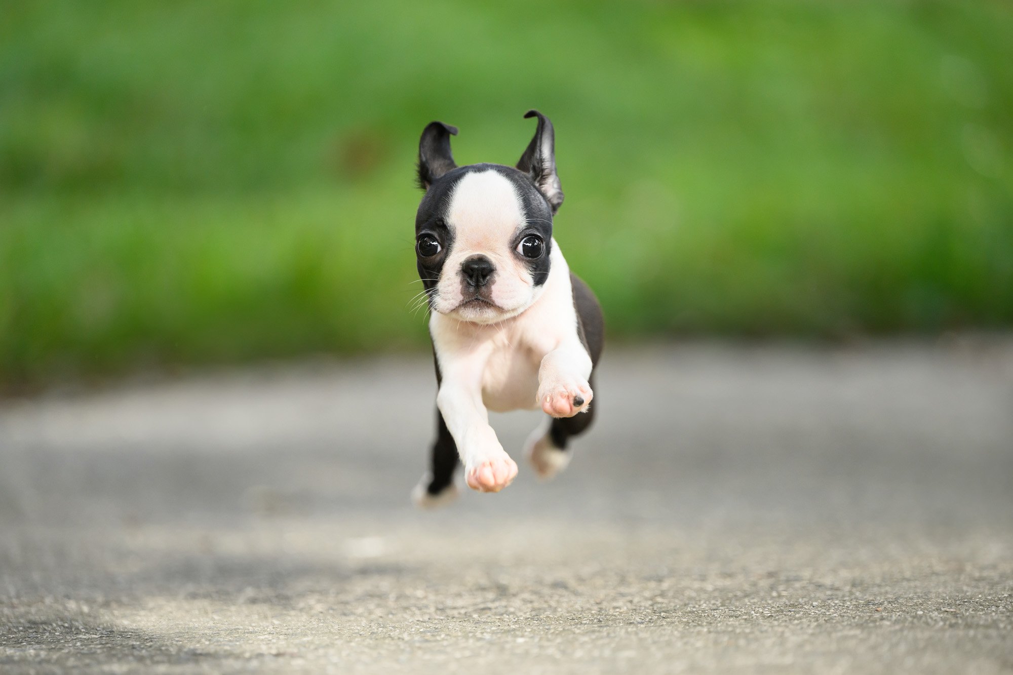puppy jumping as she is running with all 4 paws off the ground