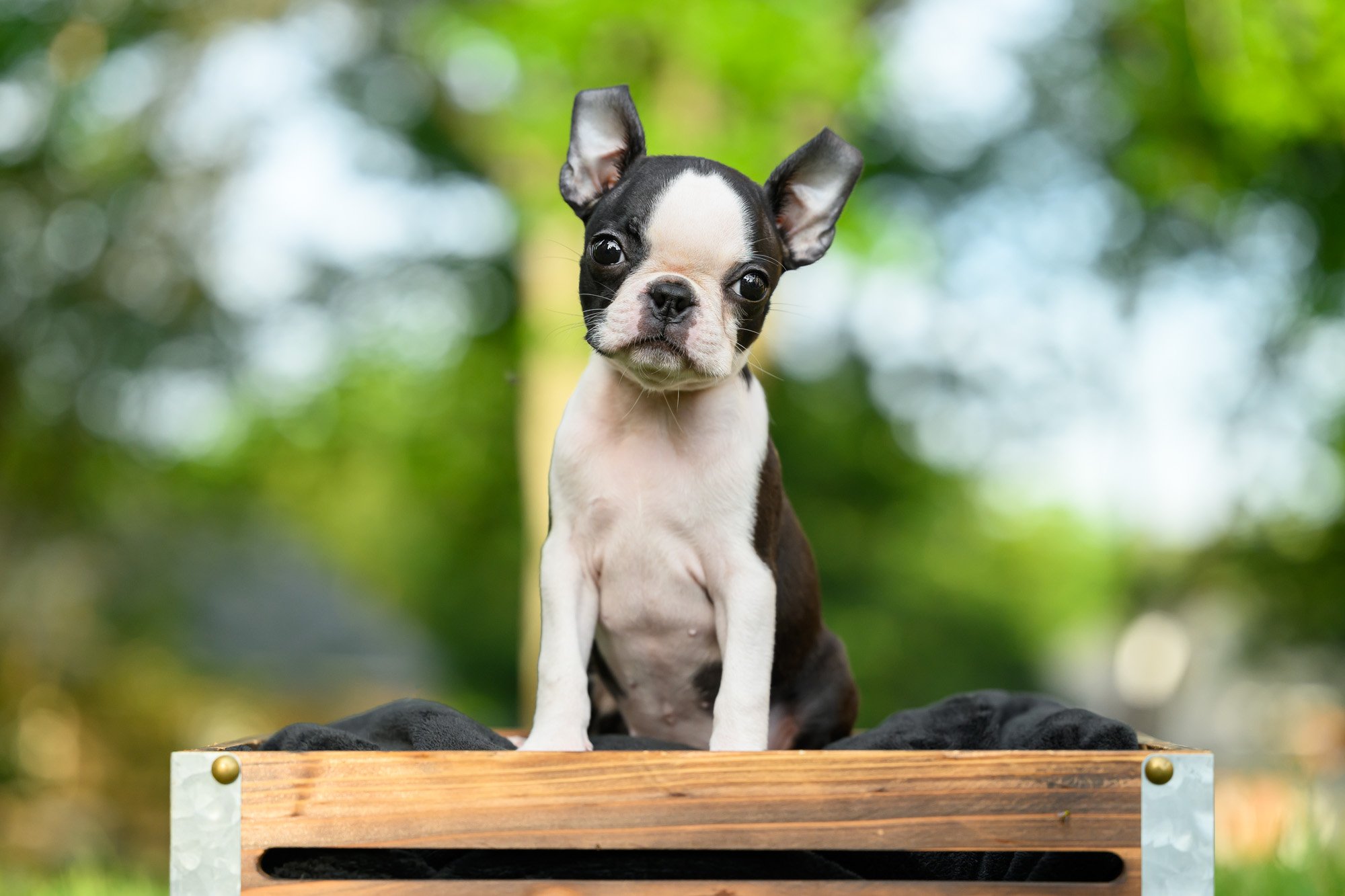 Boston Terrier puppy photo session