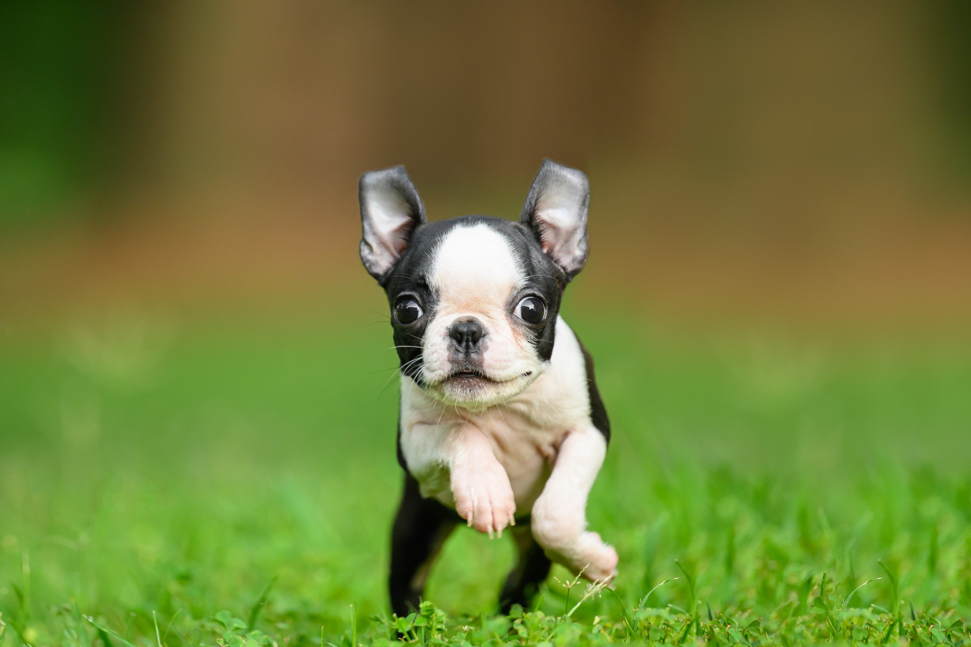 close up of boston terrier puppy running at the camera