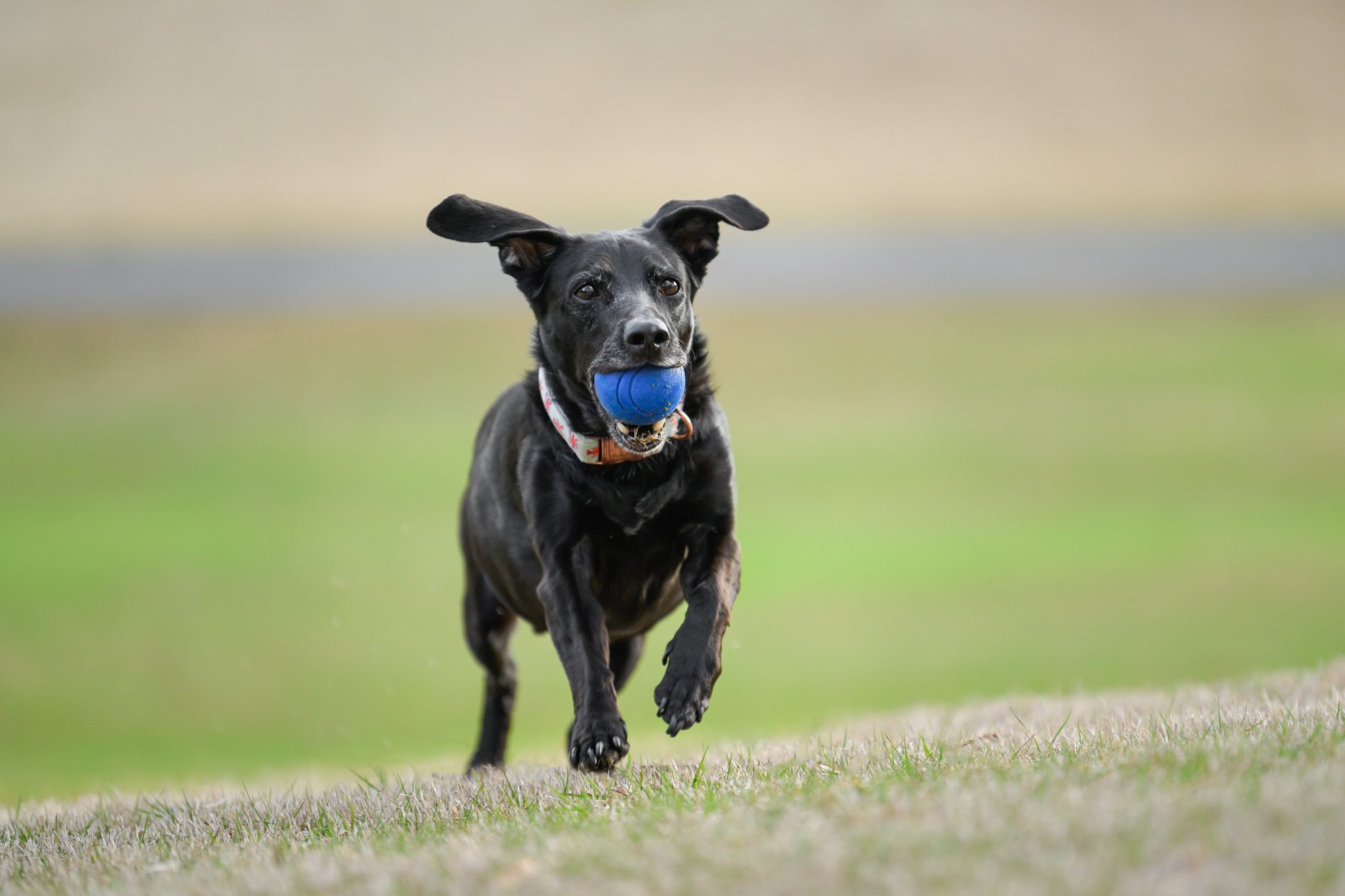 older black dog running with ball
